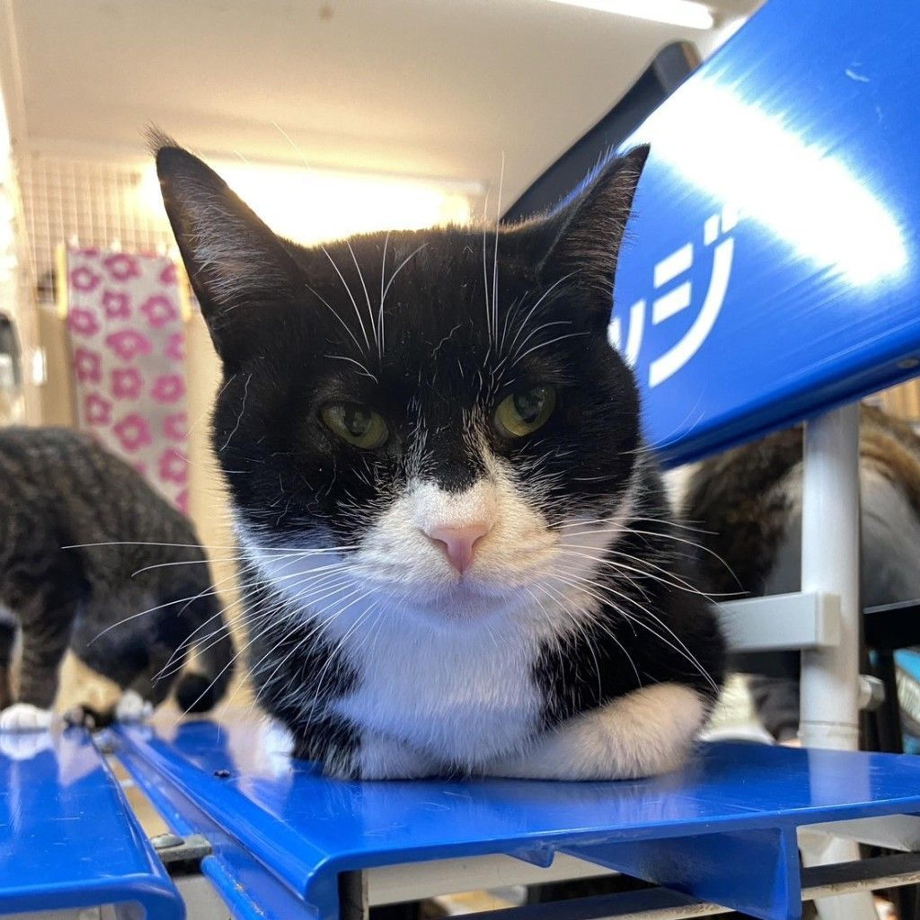 pet-image-4
