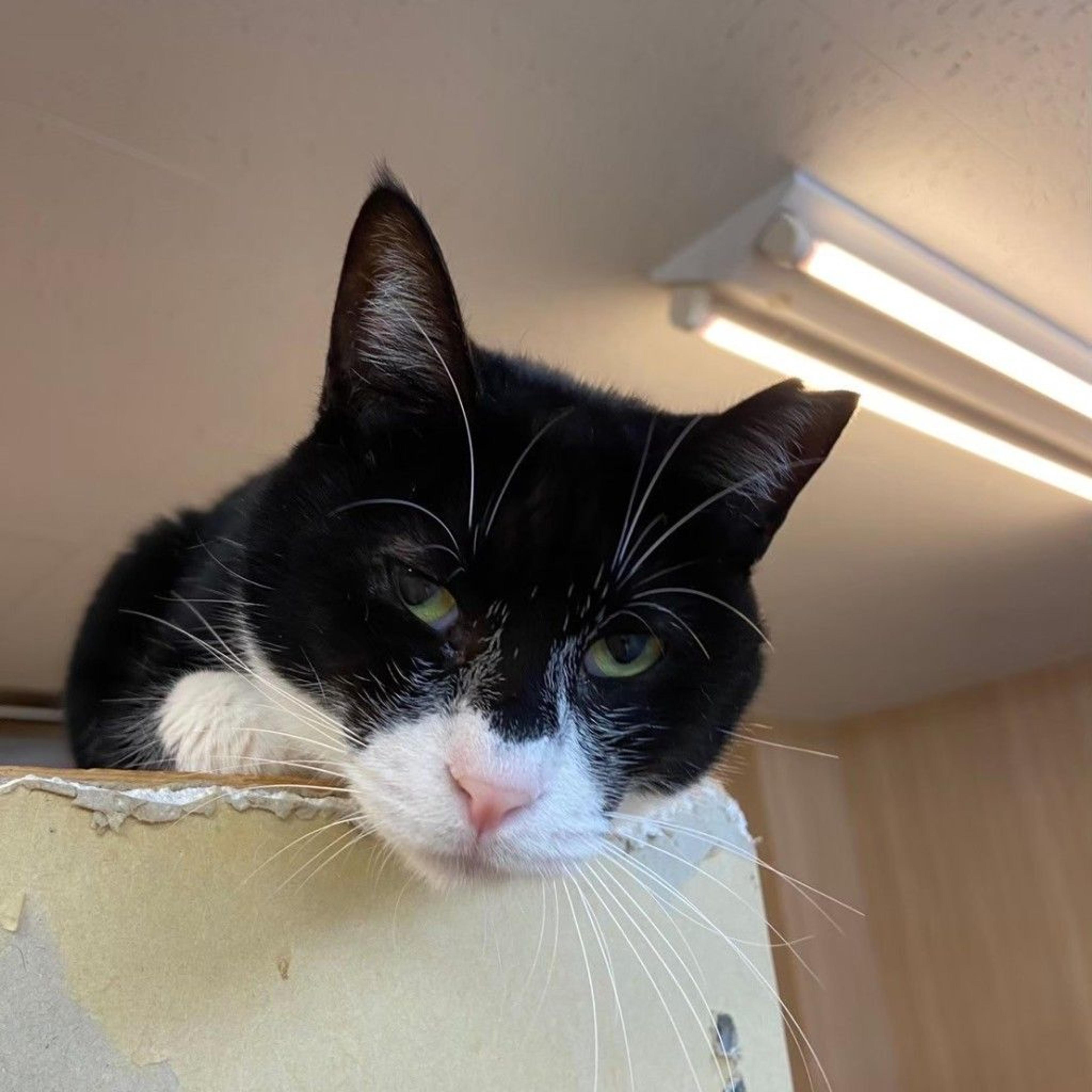 pet-image-6