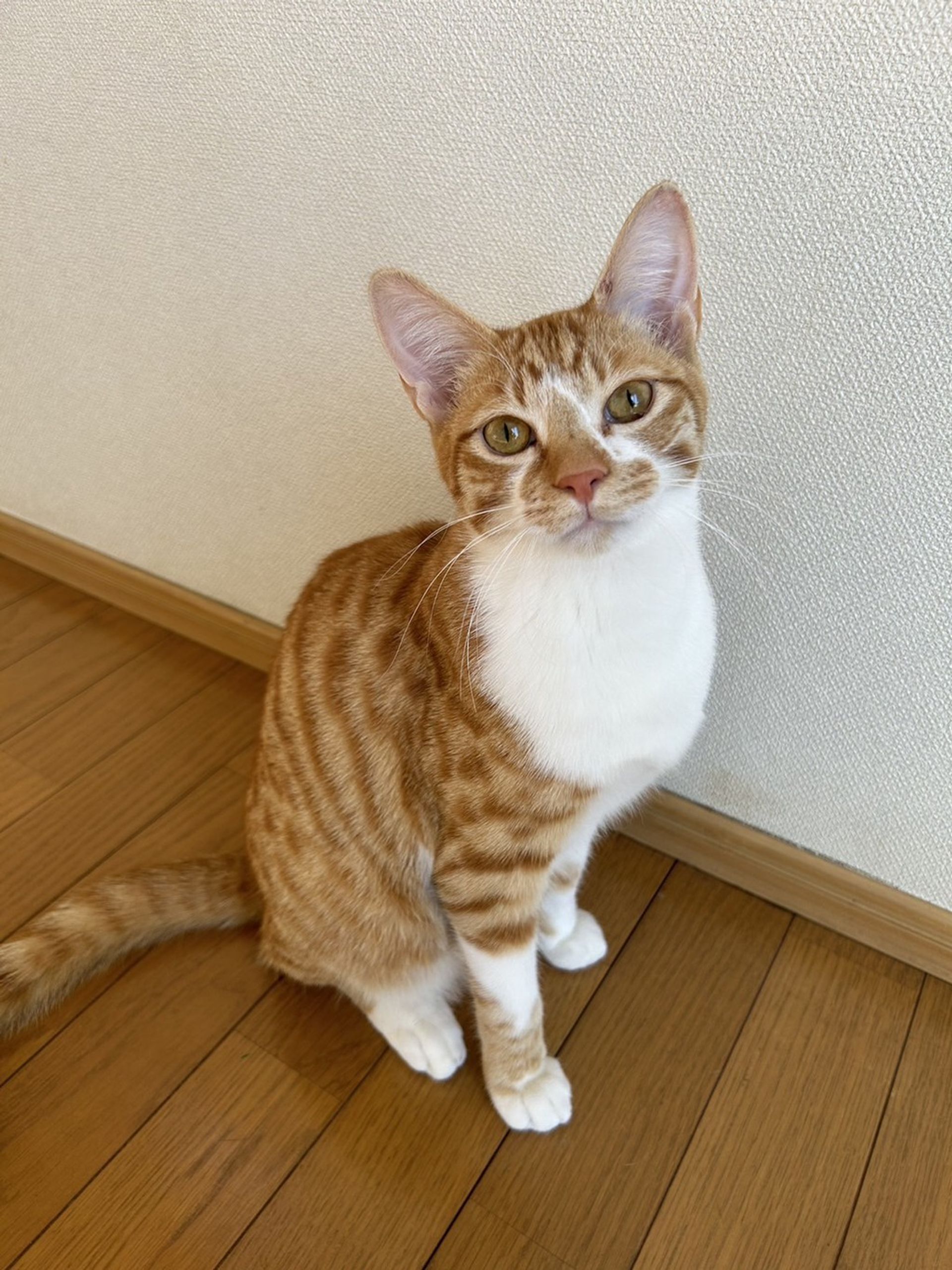 雑種（ミックス猫）・オスの里親募集の写真