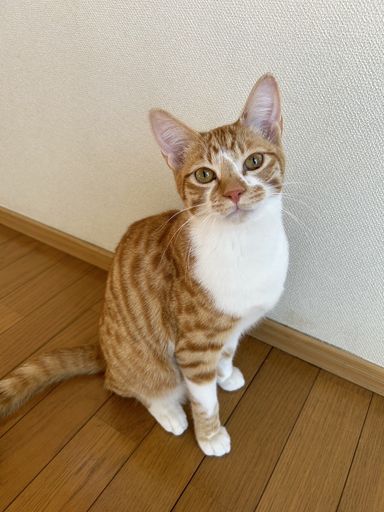 きなこ