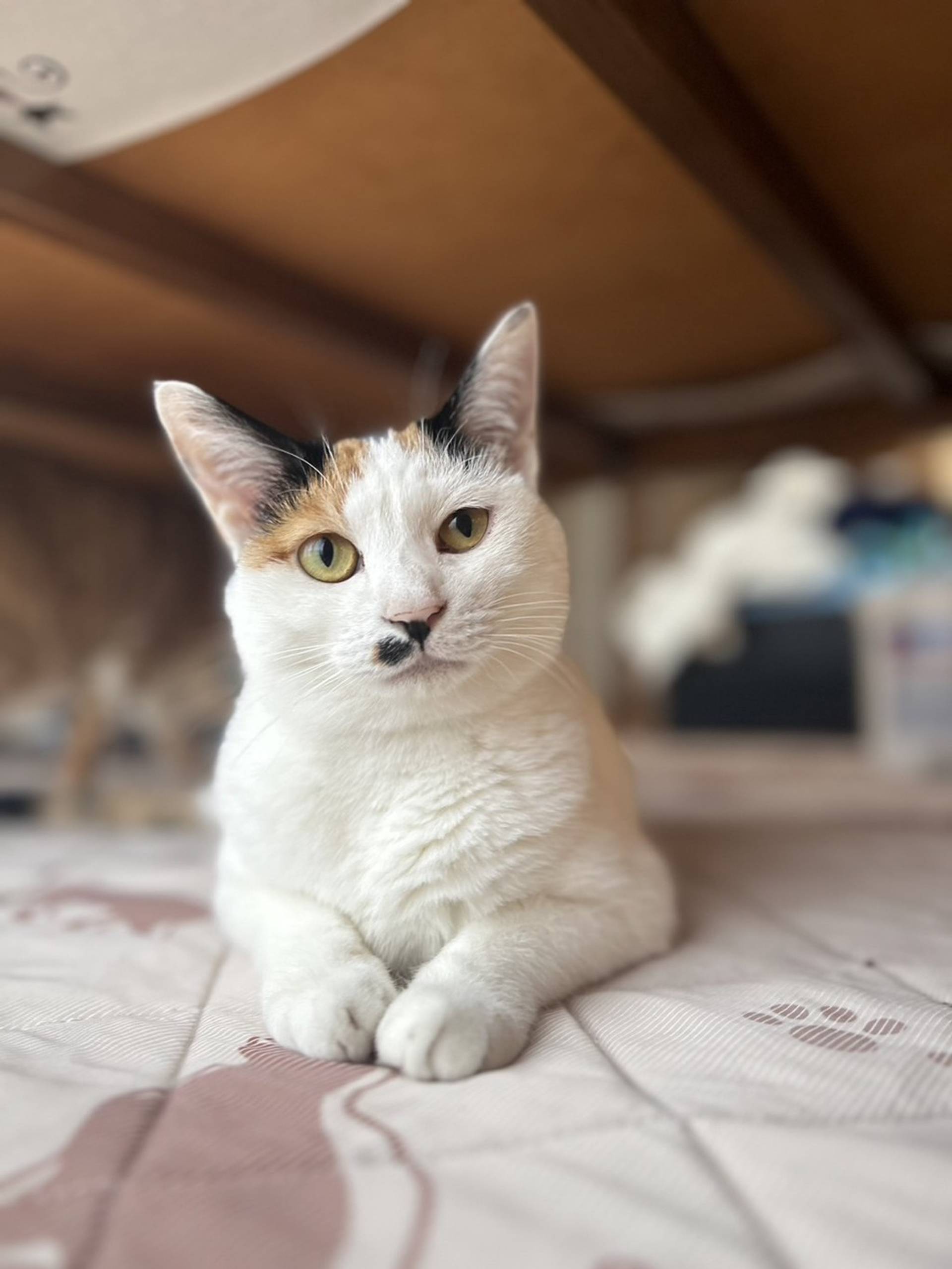雑種（ミックス猫）・メスの里親募集の写真