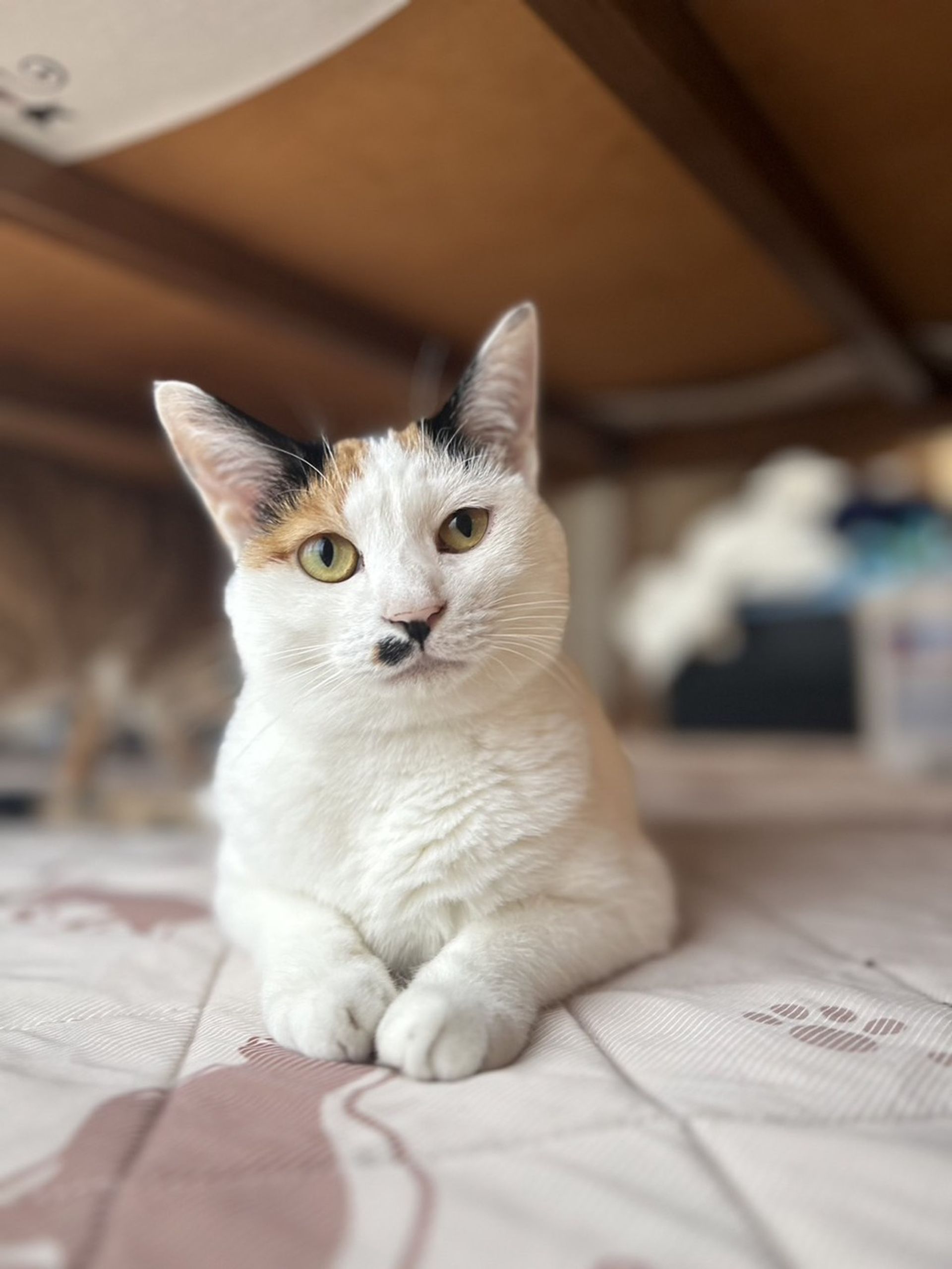 雑種（ミックス猫）・メスの里親募集の写真