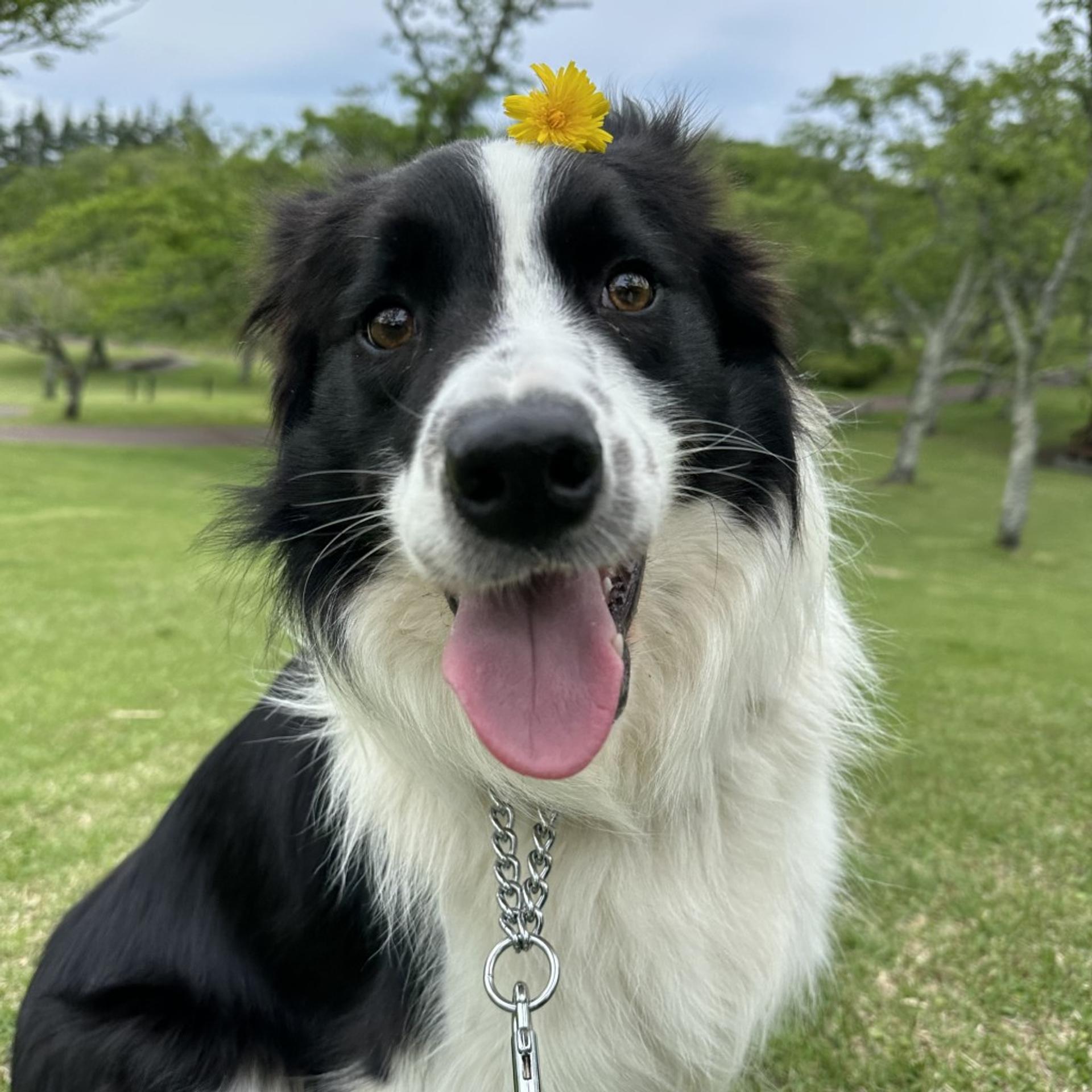 pet-image-3