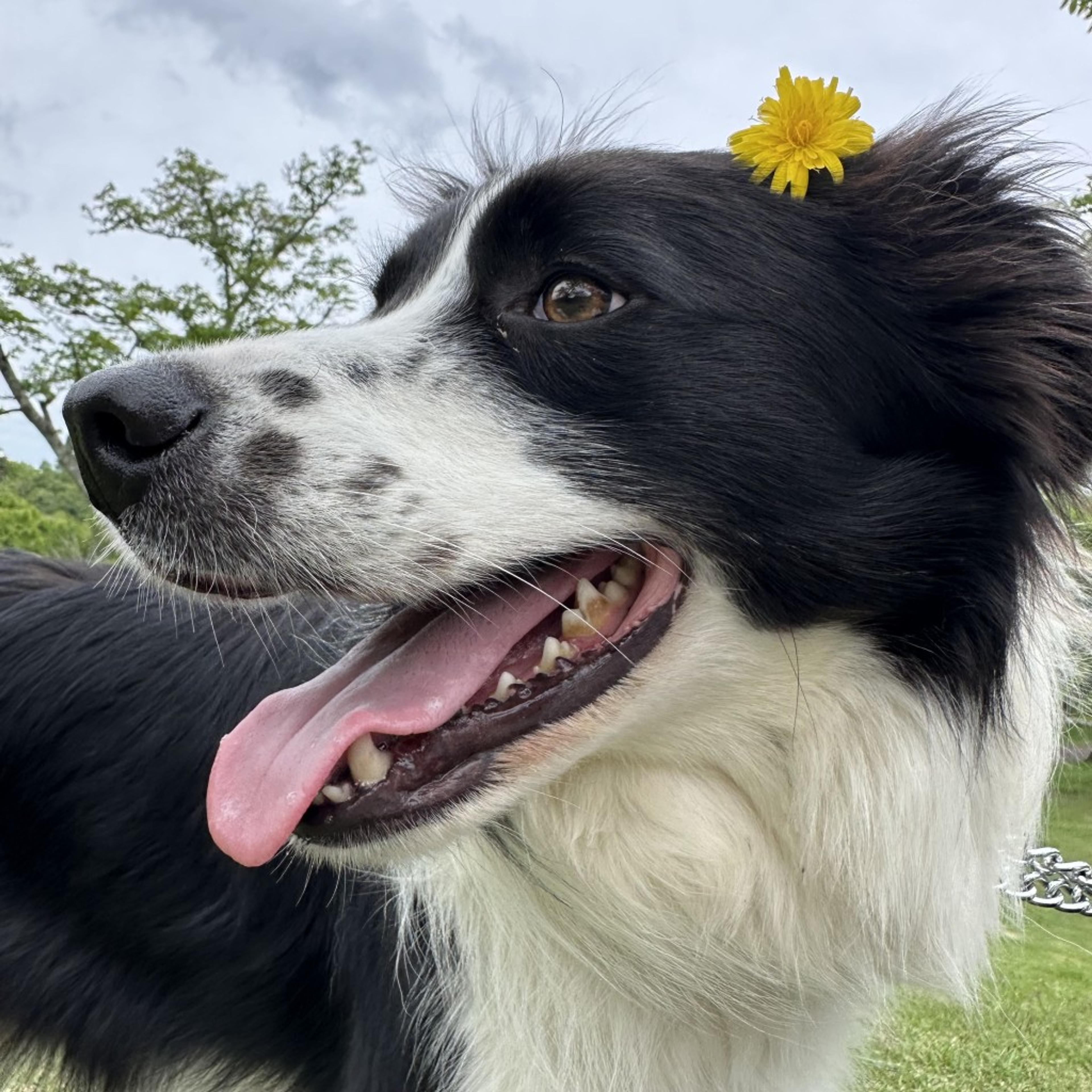 pet-image-4