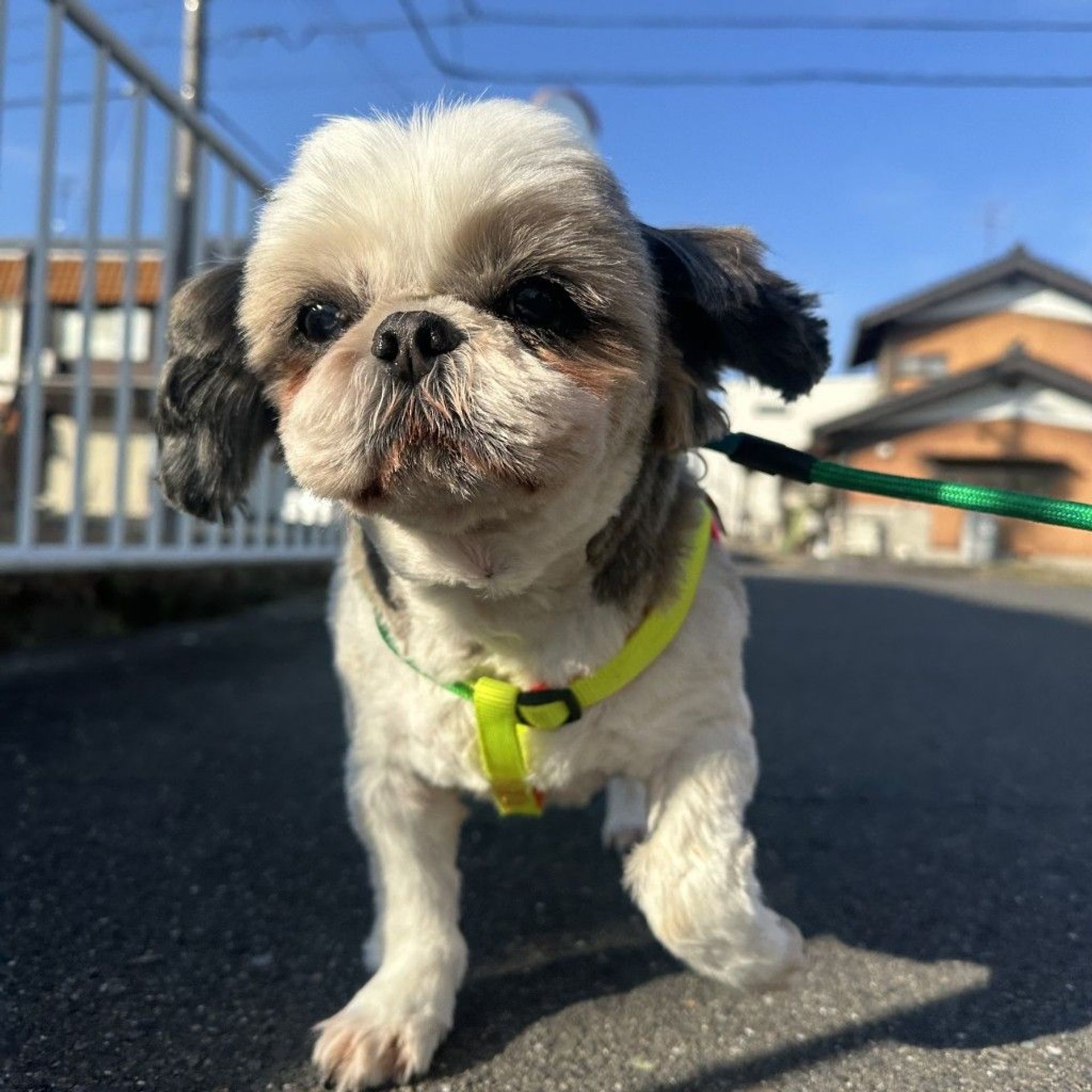 シーズー・メスの里親募集の写真