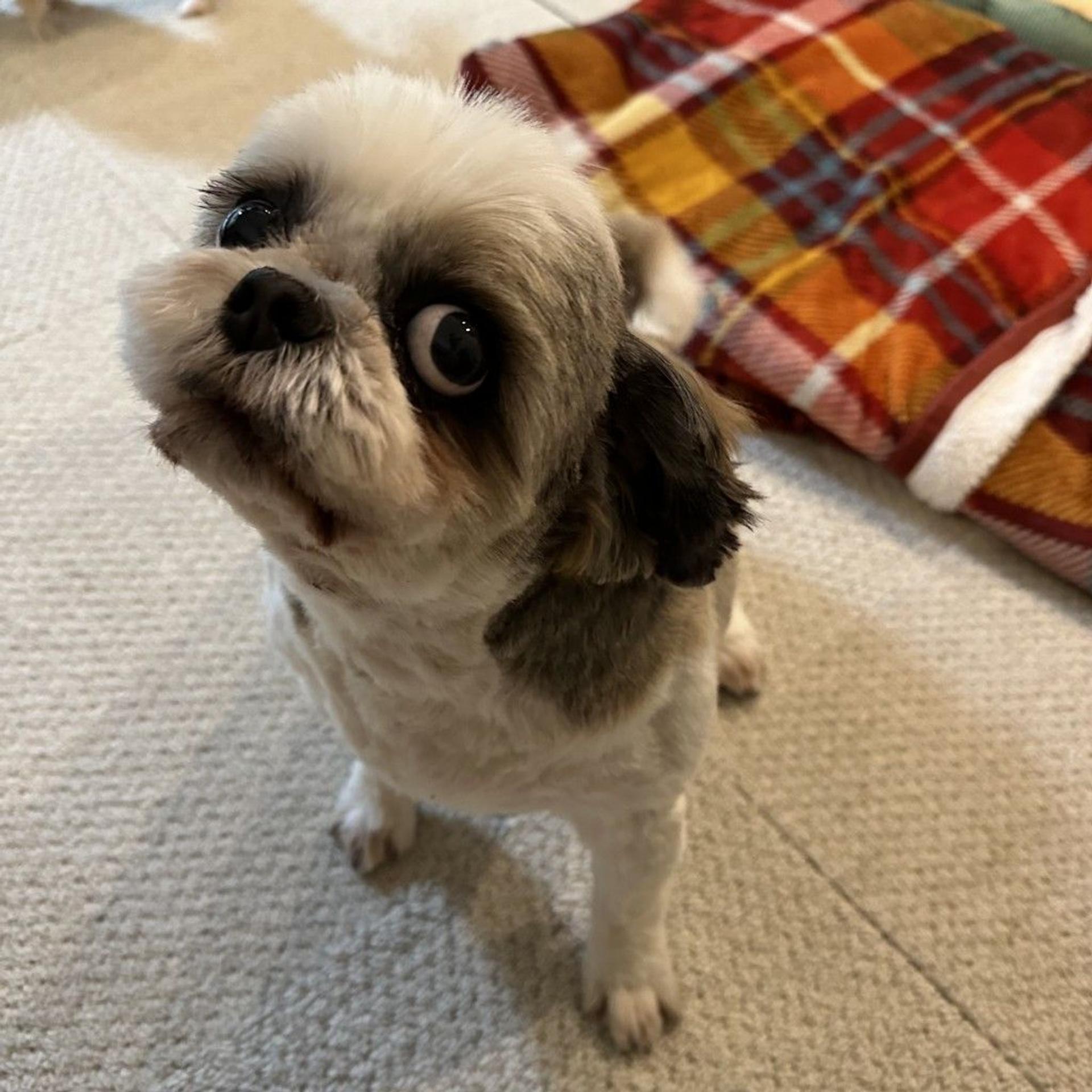 pet-image-5