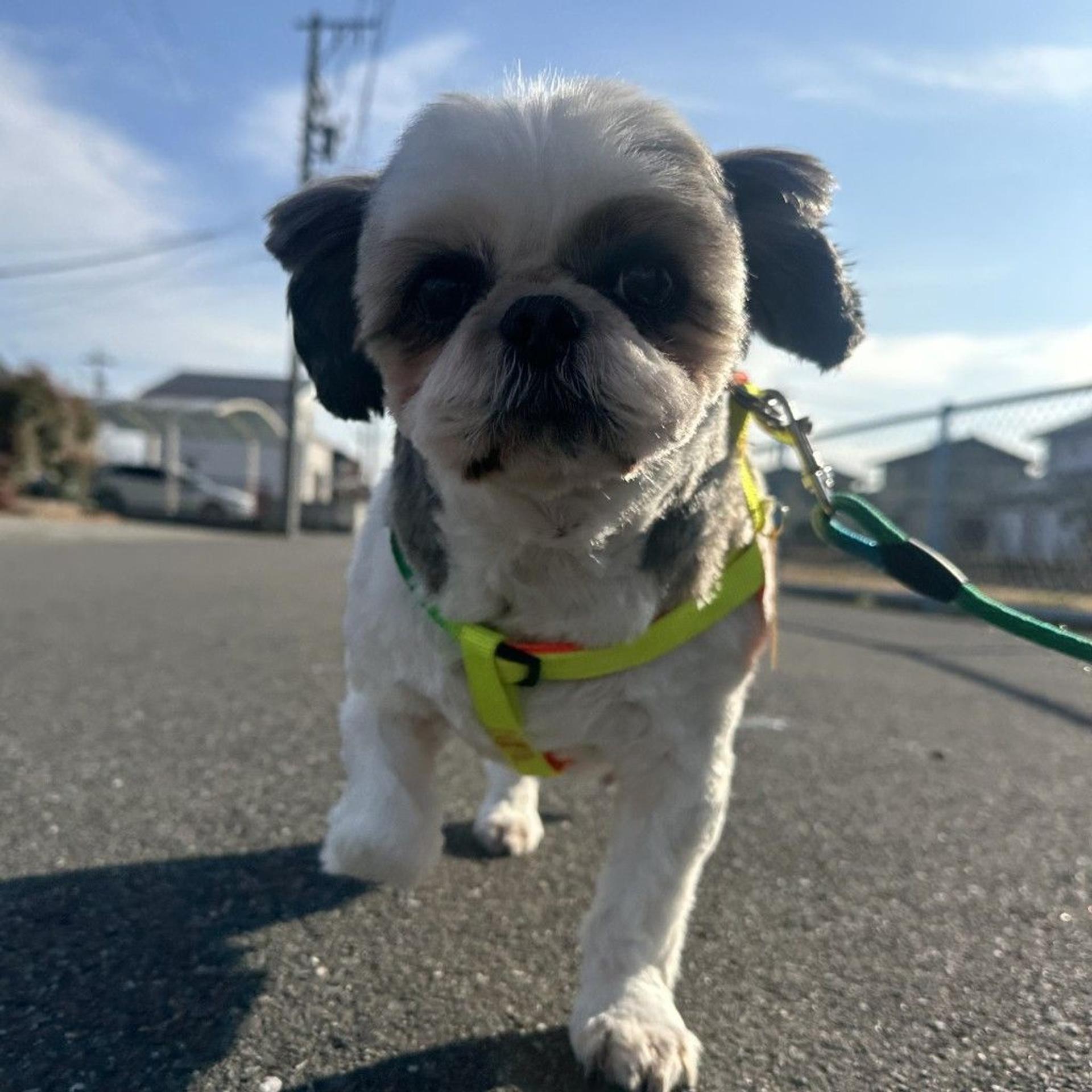 pet-image-2