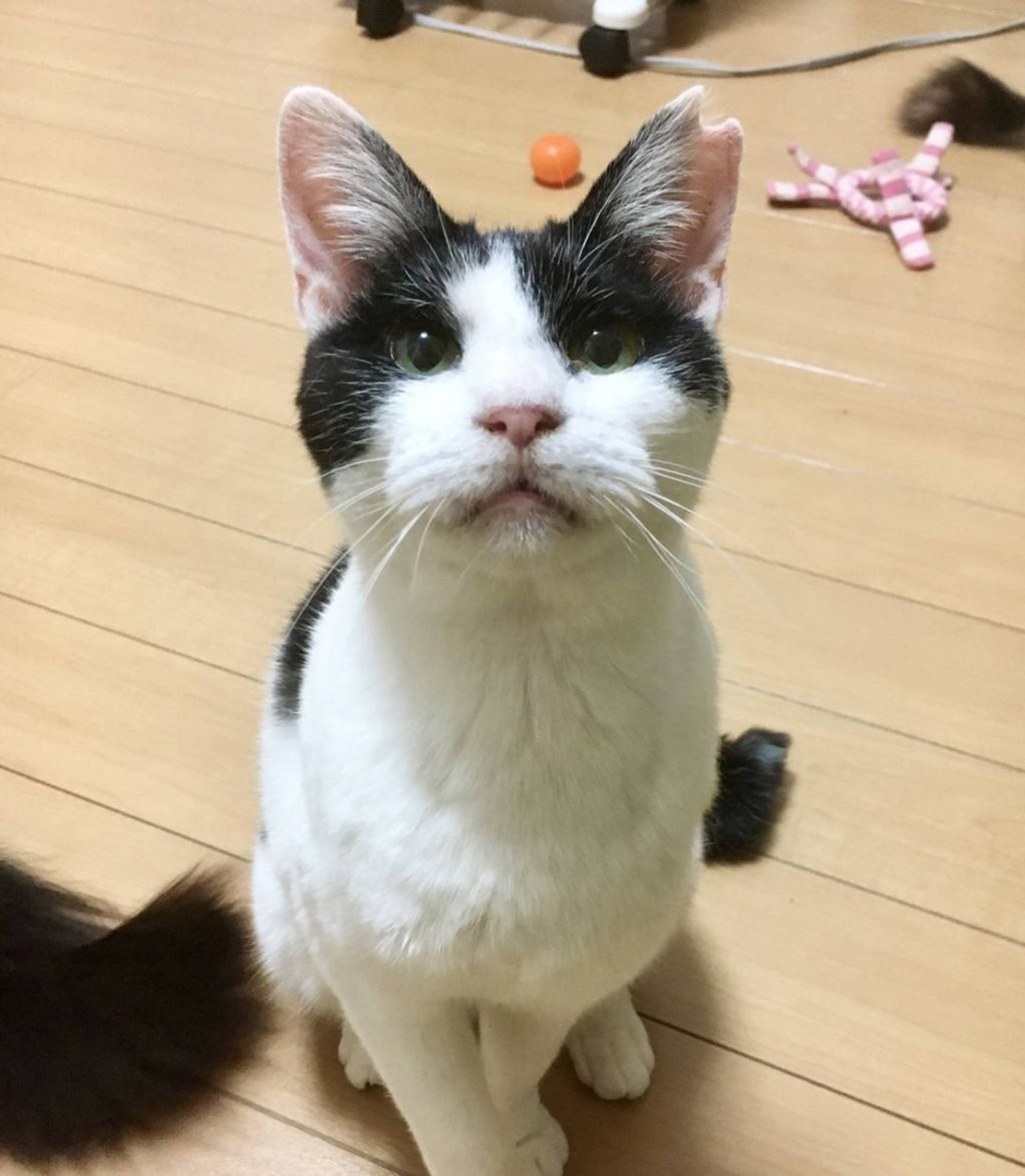 雑種（ミックス猫）・メスの里親募集の写真