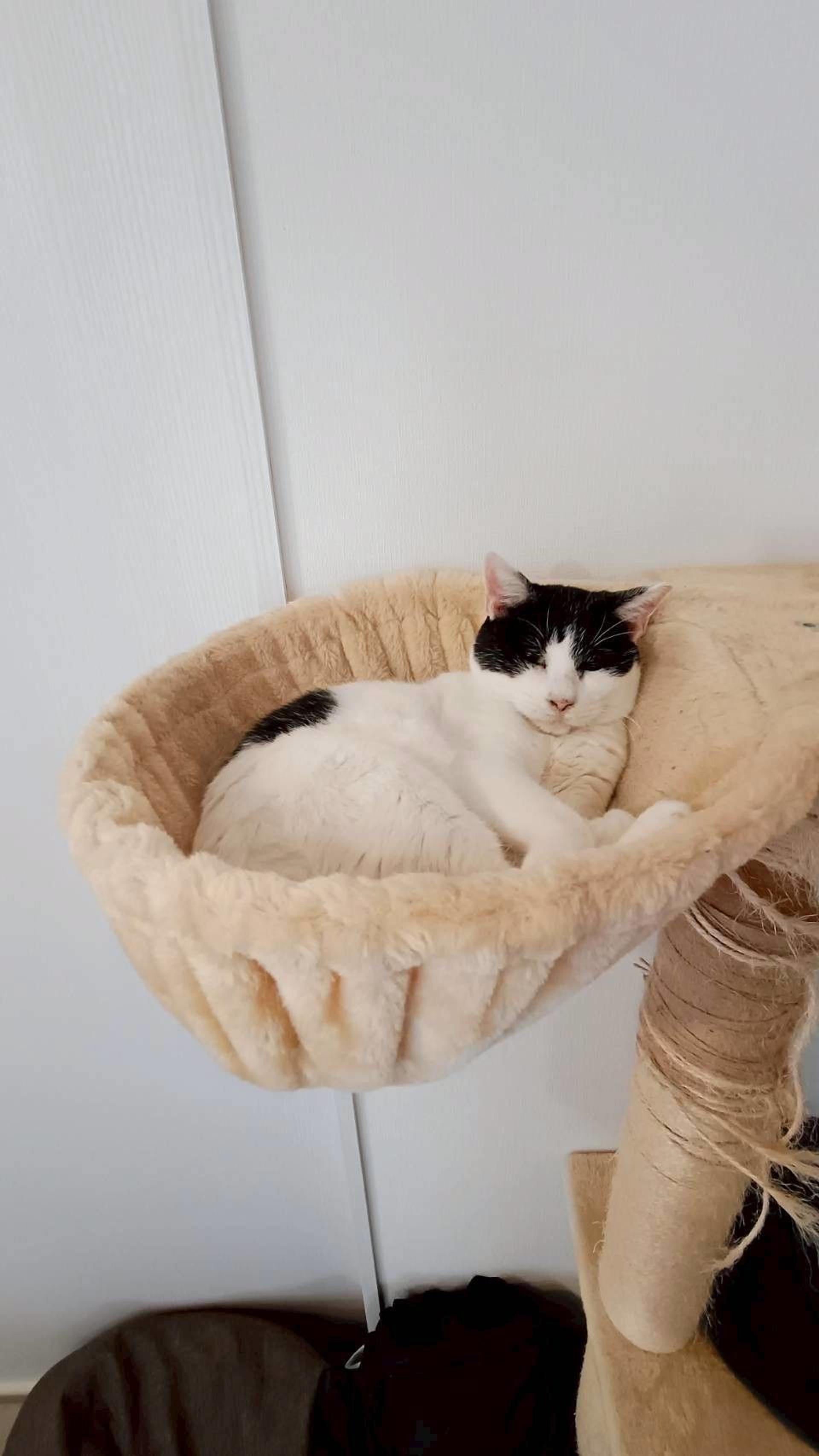 pet-image-5