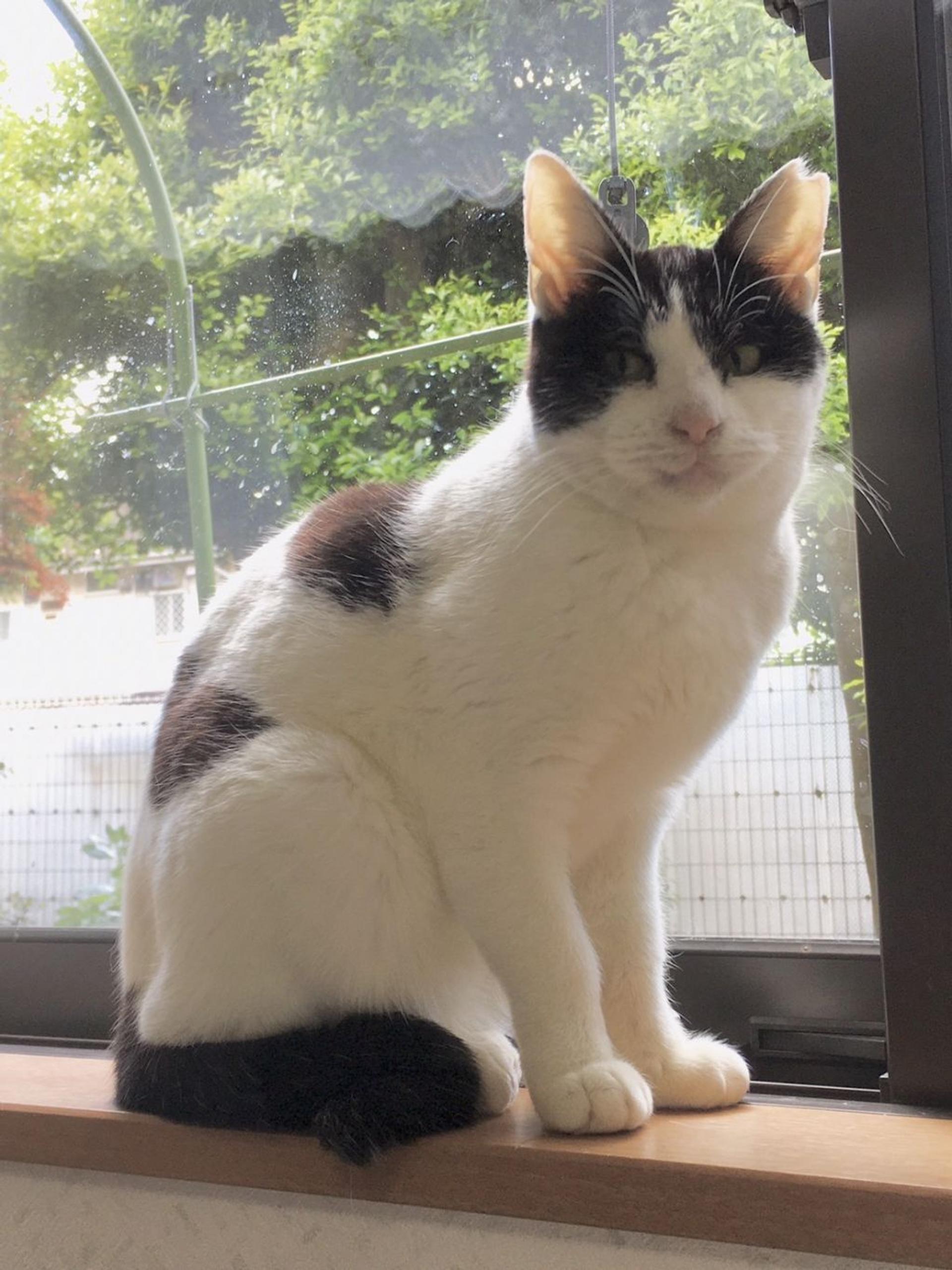pet-image-6