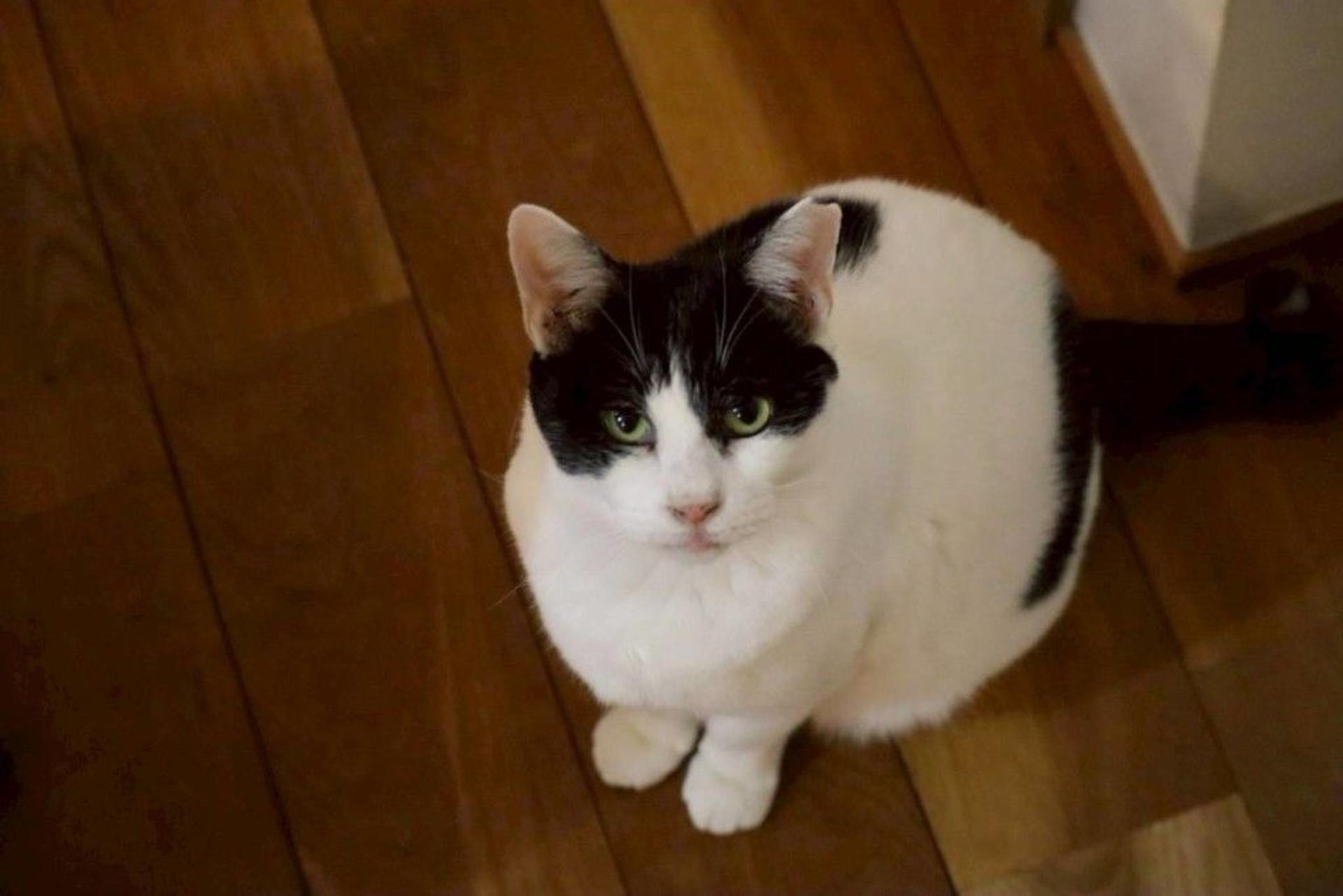 pet-image-8