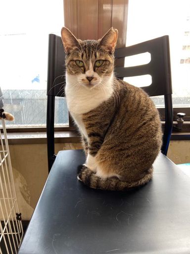 雑種（ミックス猫）・メスの里親募集の写真