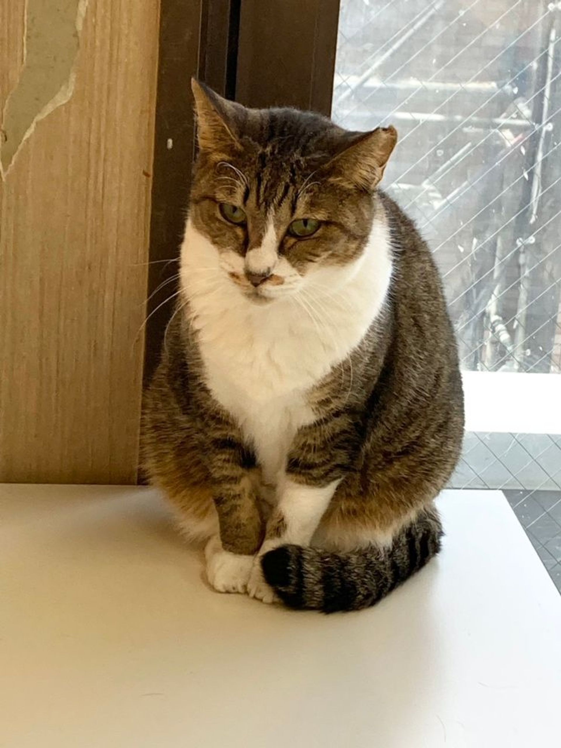雑種（ミックス猫）・メスの里親募集の写真