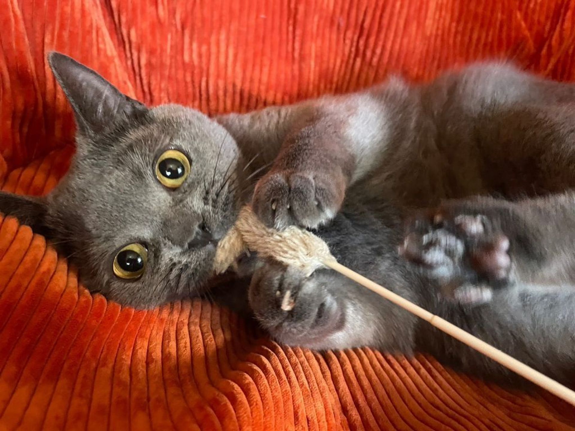 シャルトリュー・オスの里親募集の写真