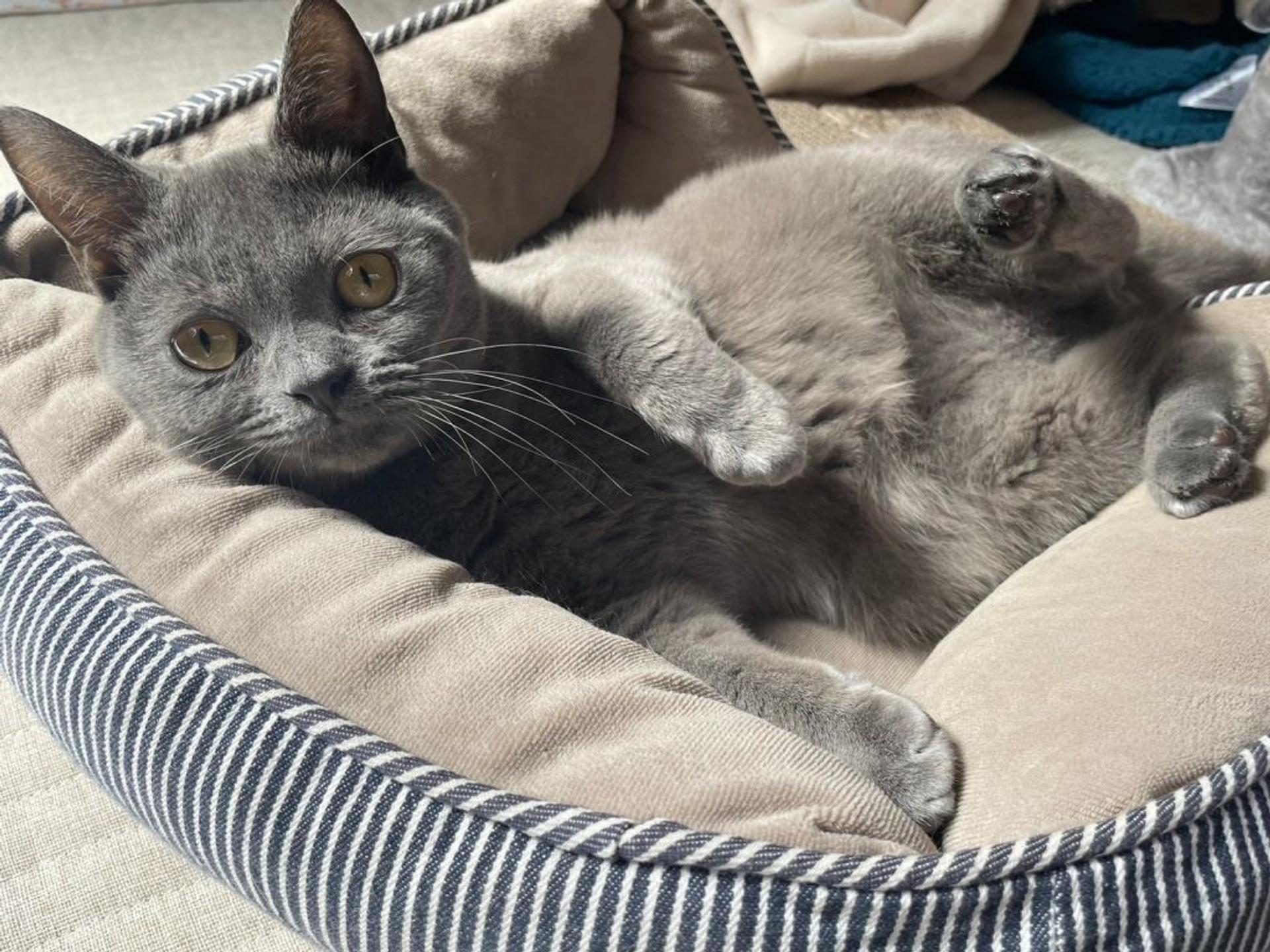 pet-image-2