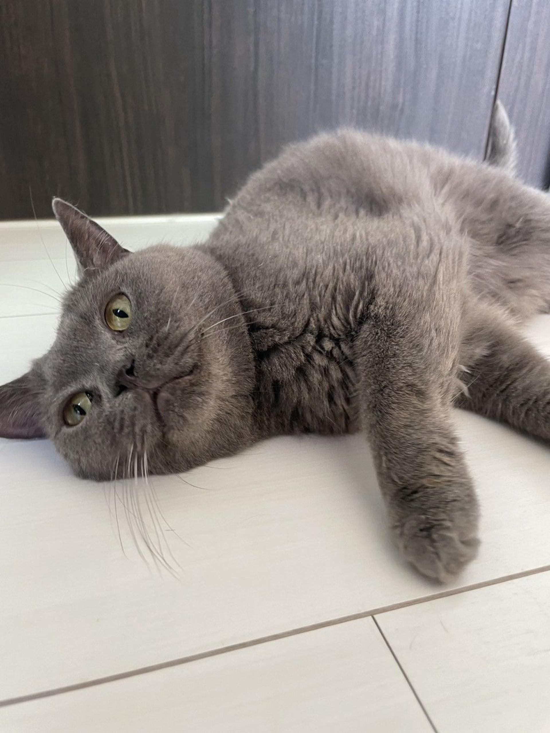 pet-image-5