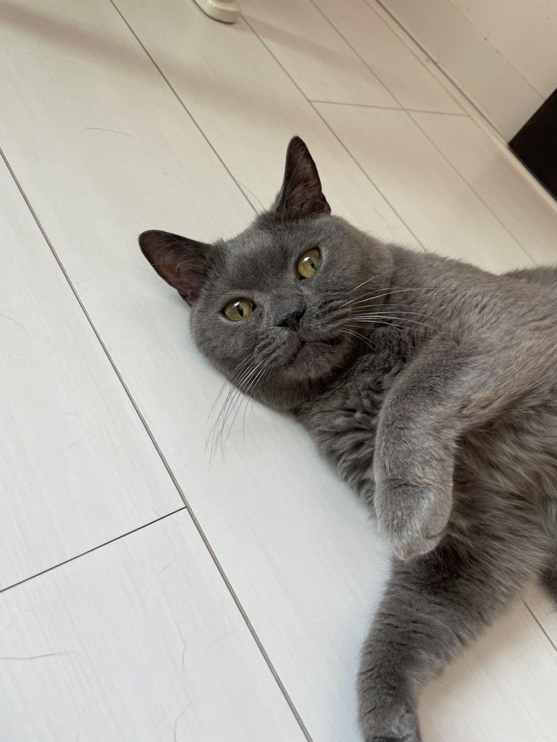 pet-image-6