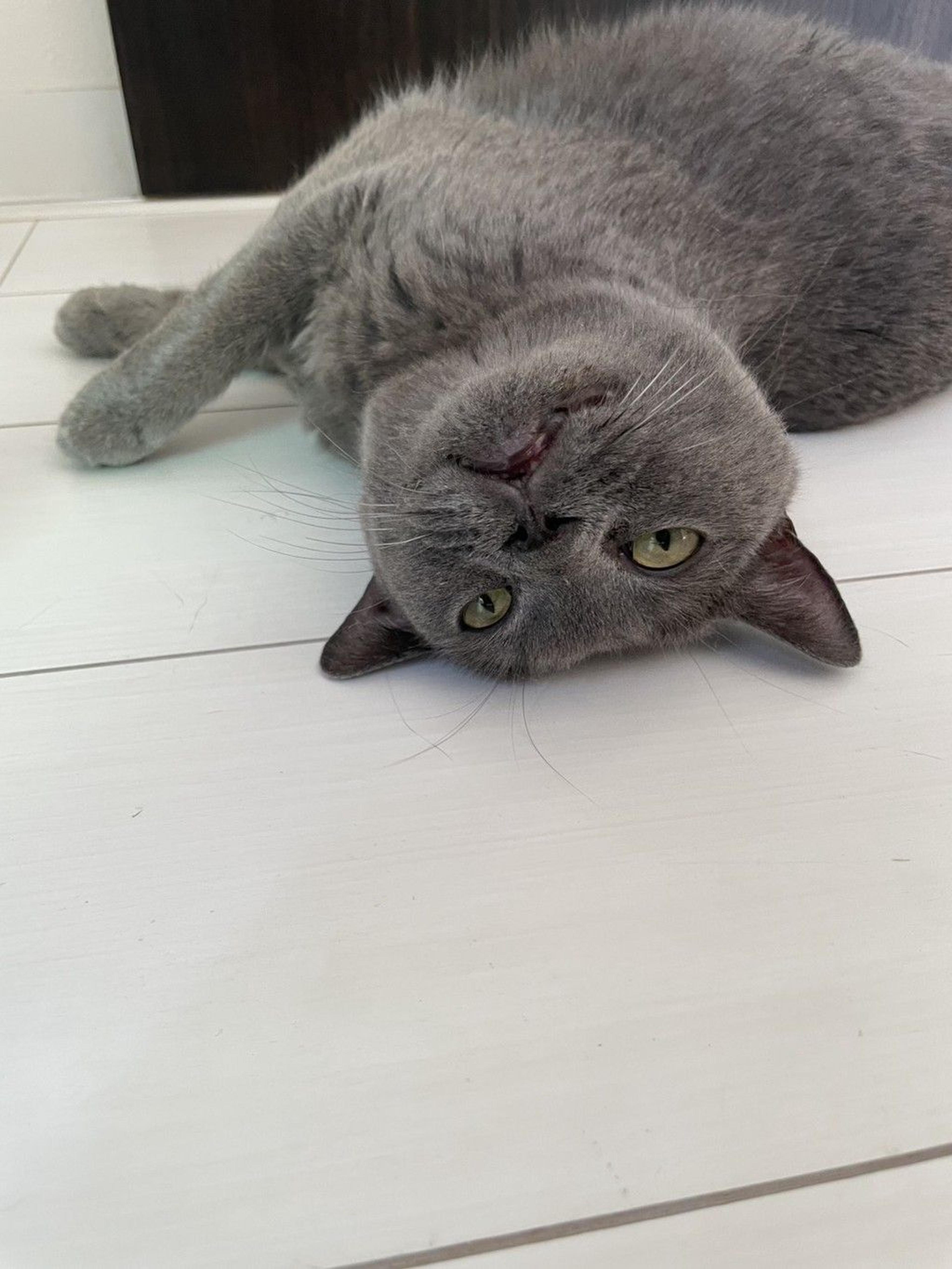 pet-image-7