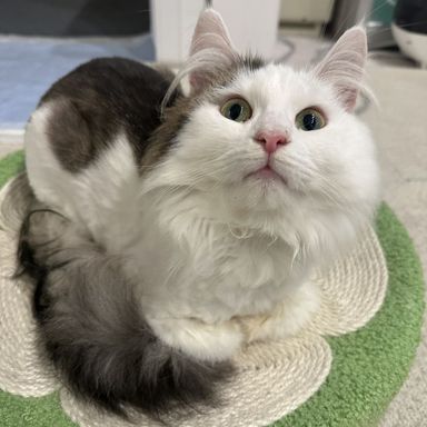 ノルウェージャンフォレストキャット・オスの里親募集の写真