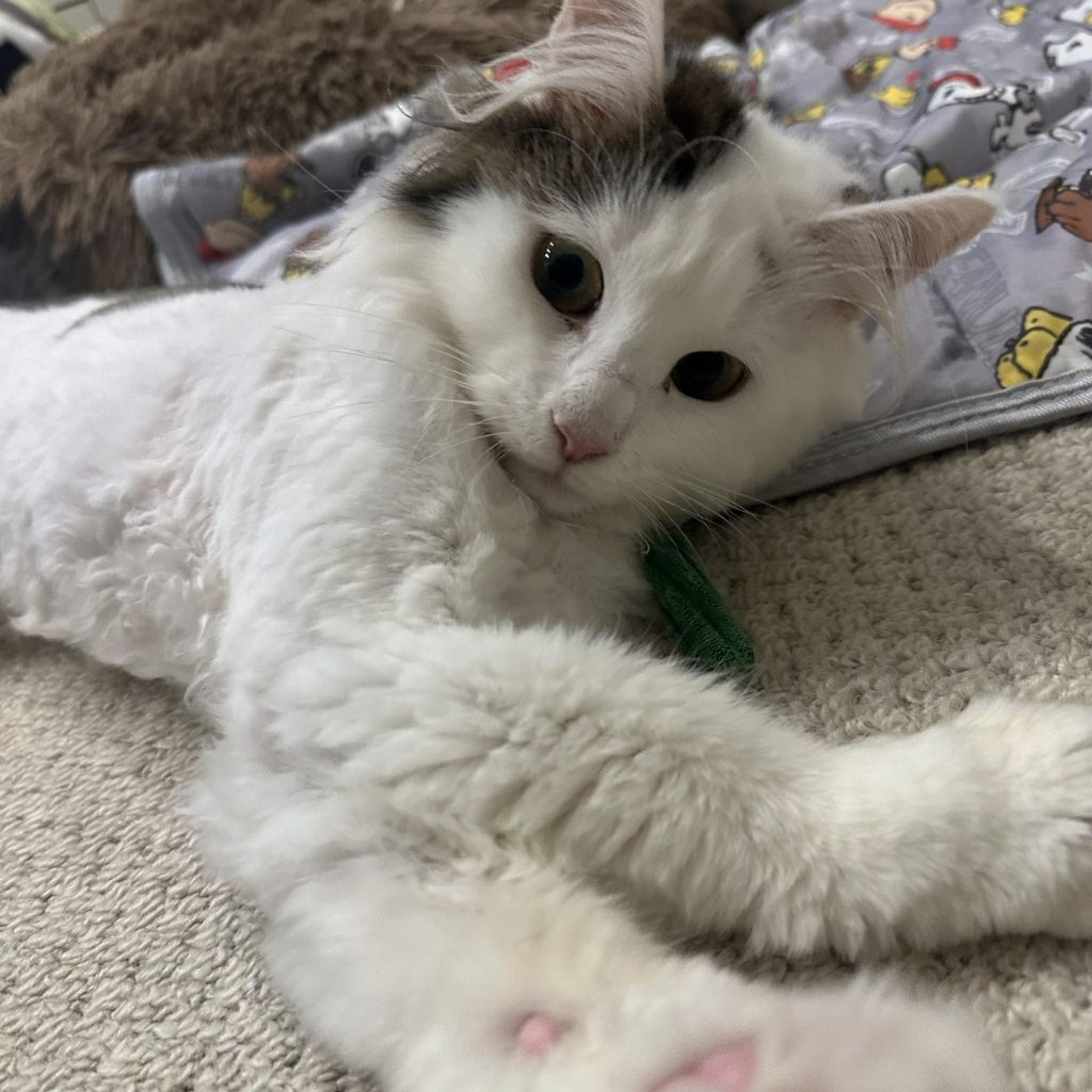 pet-image-3