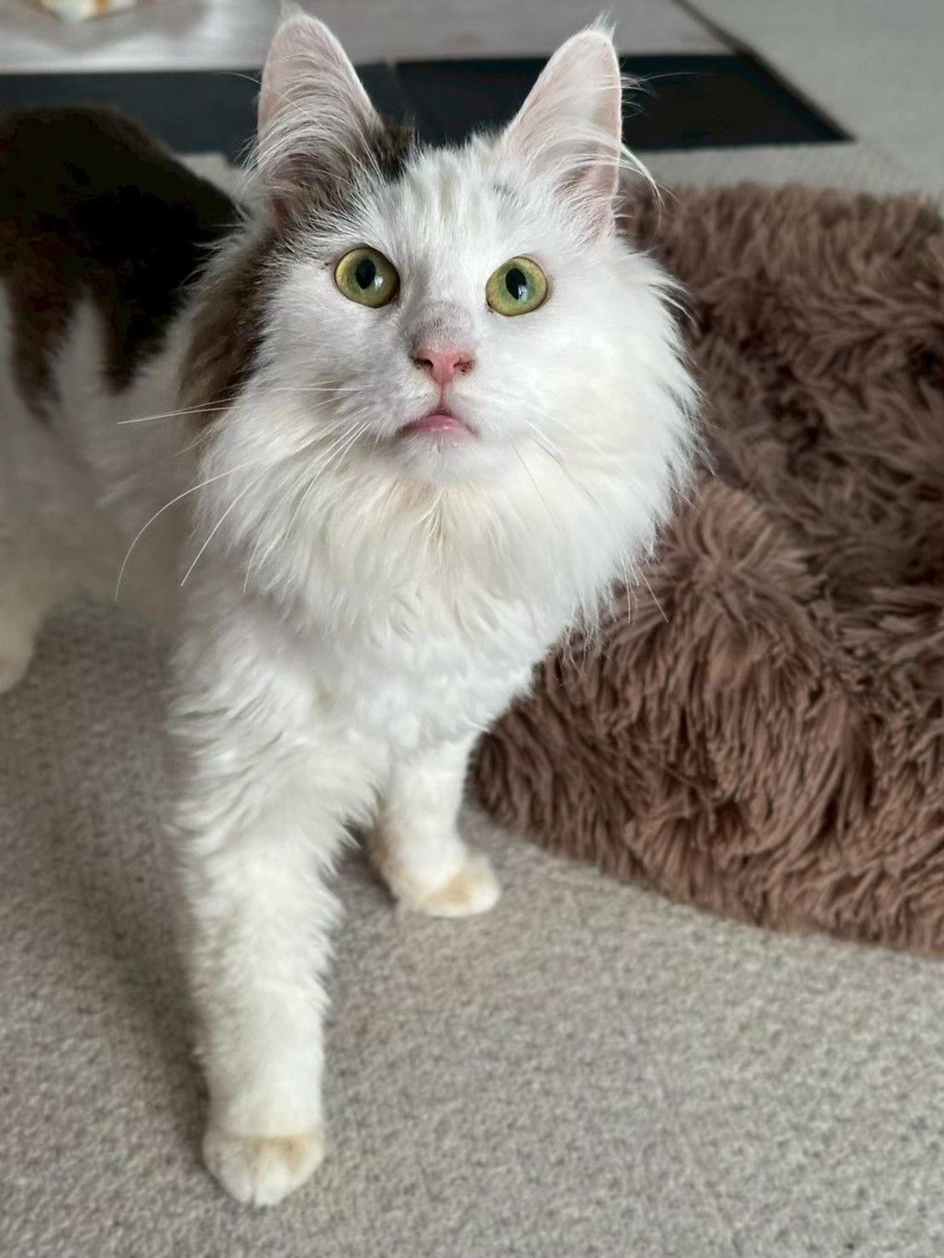 pet-image-5