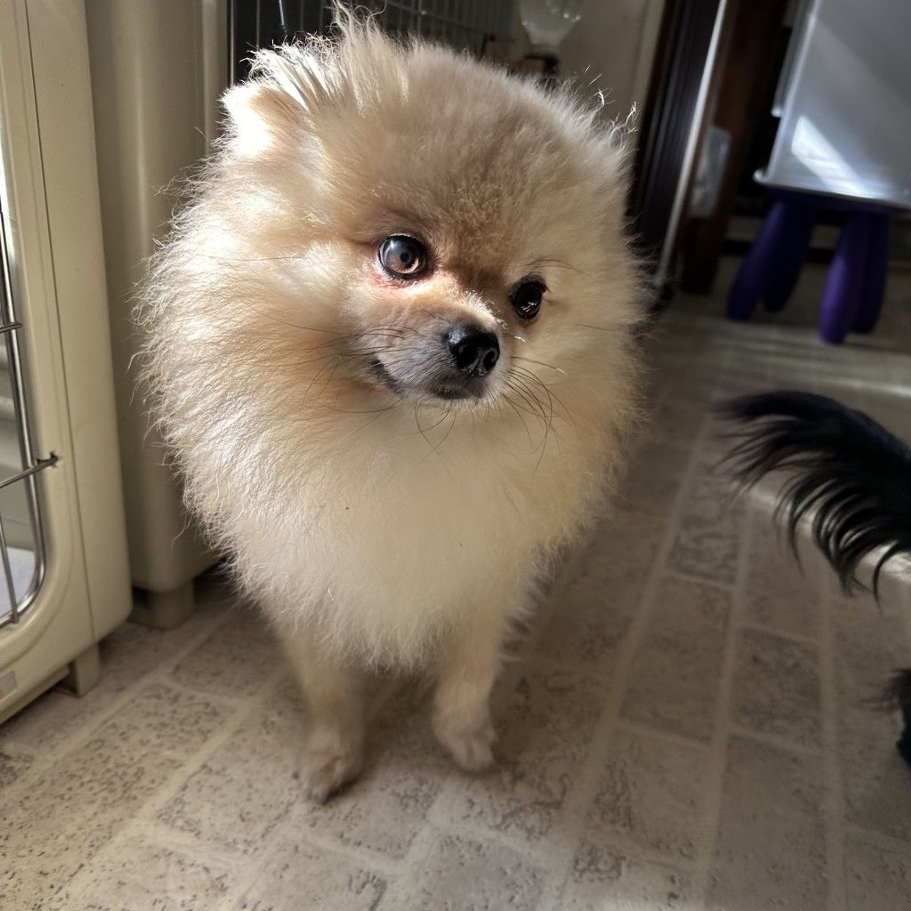 ポメラニアン・オスの里親募集の写真