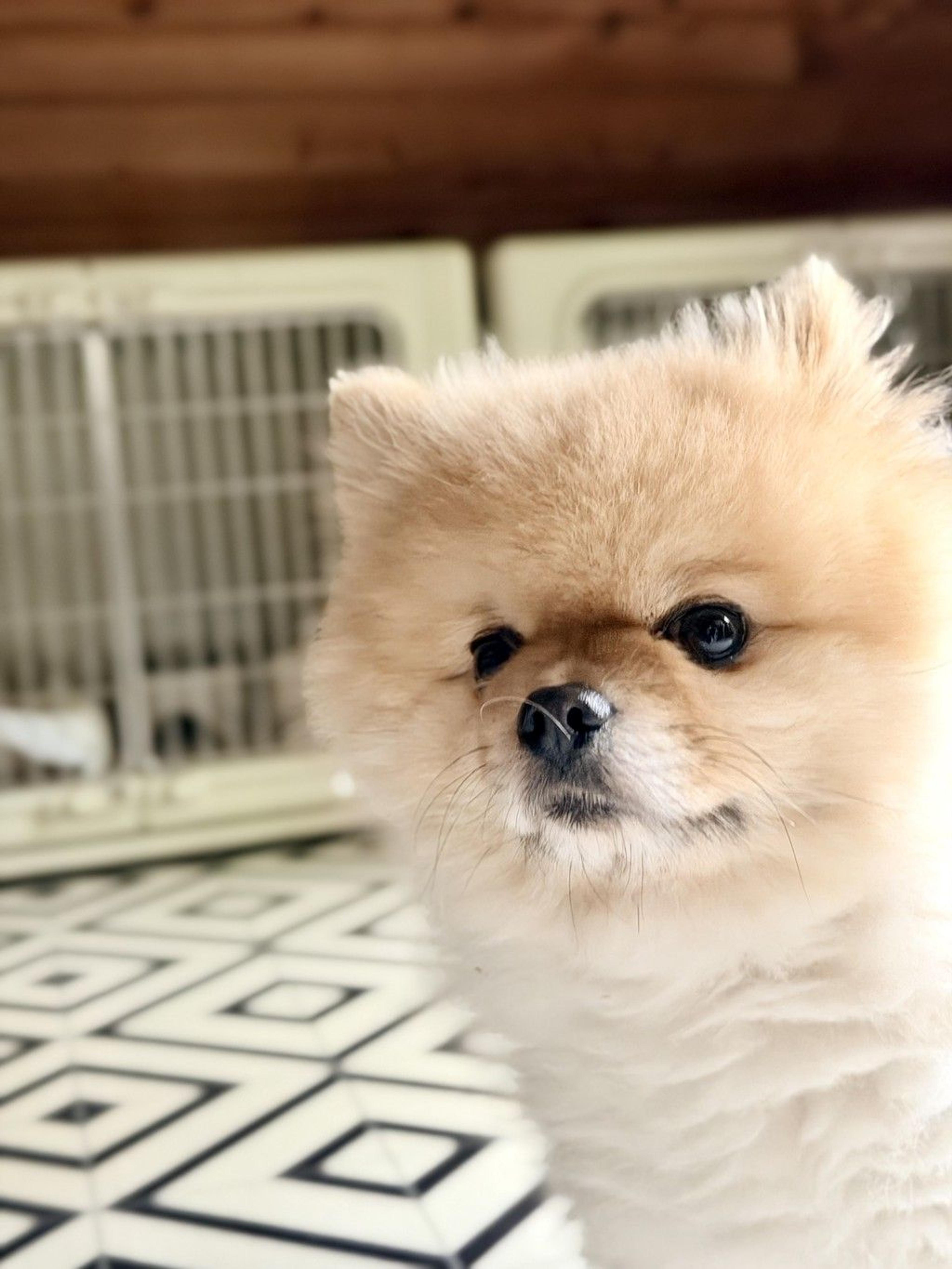 pet-image-4