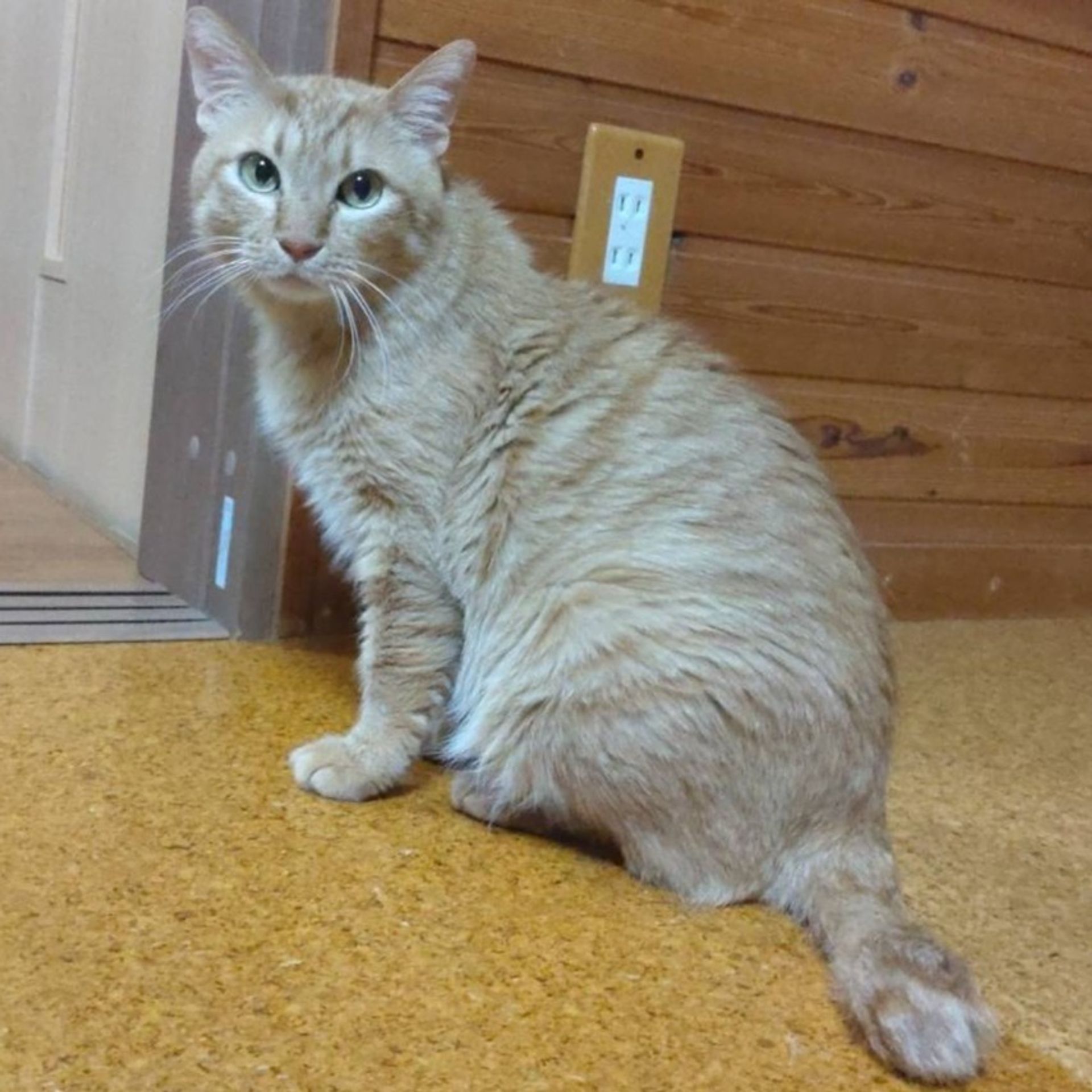 雑種（ミックス猫）・オスの里親募集の写真