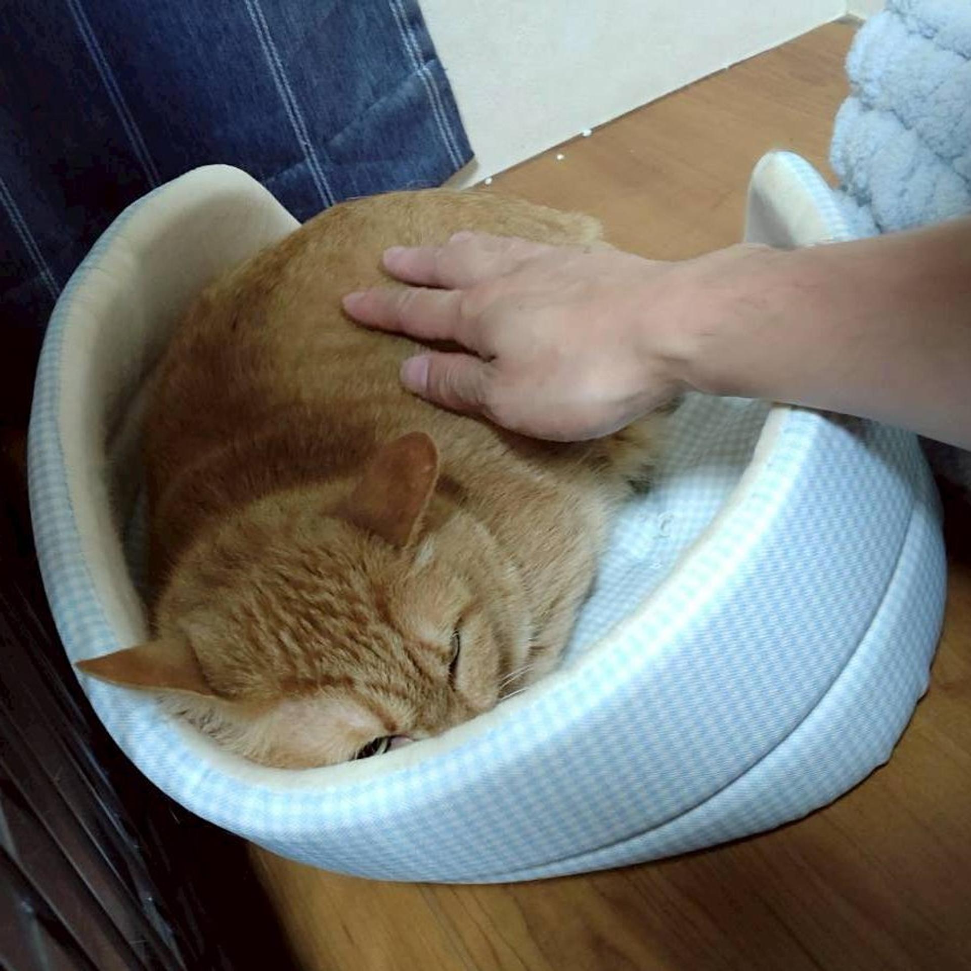pet-image-5