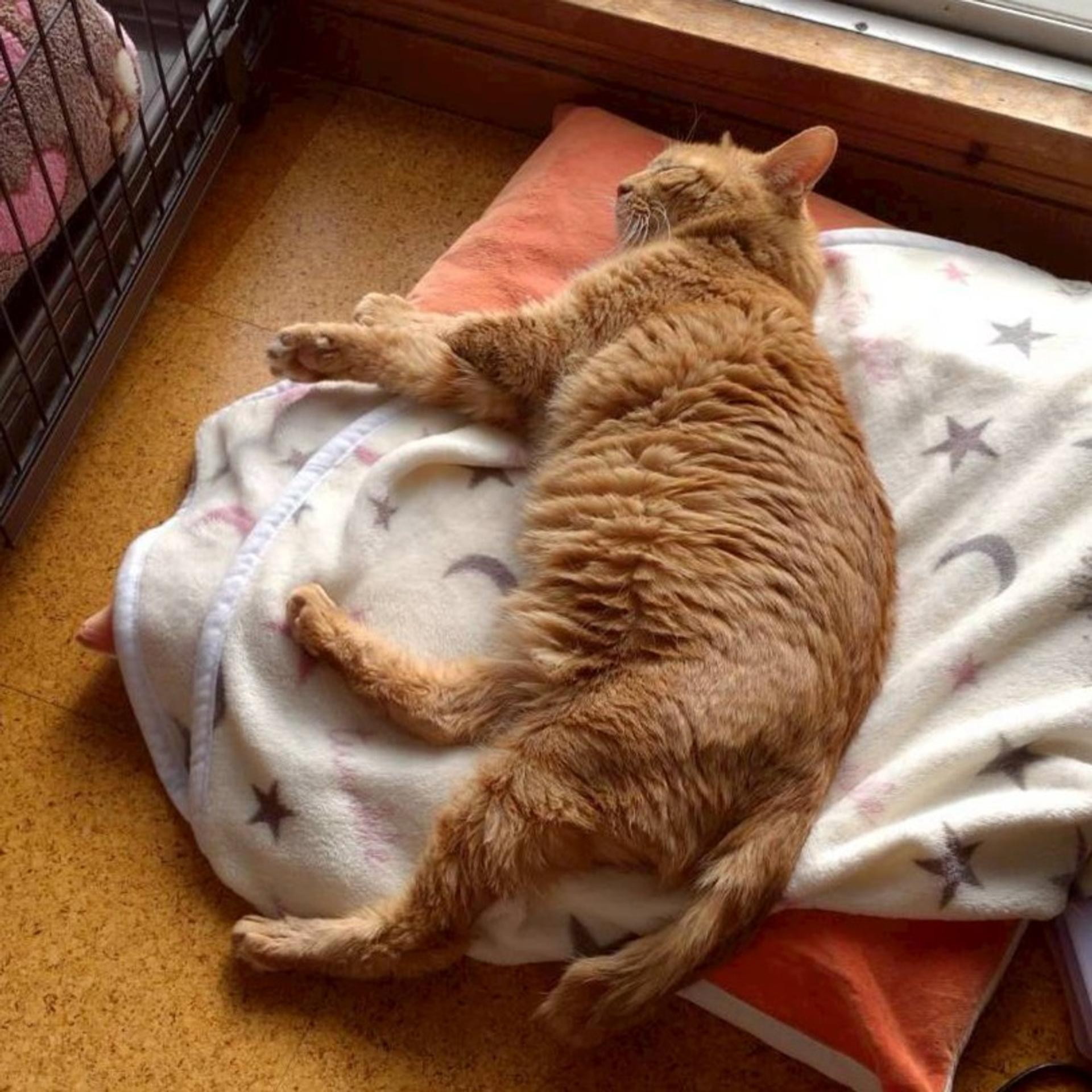 pet-image-8