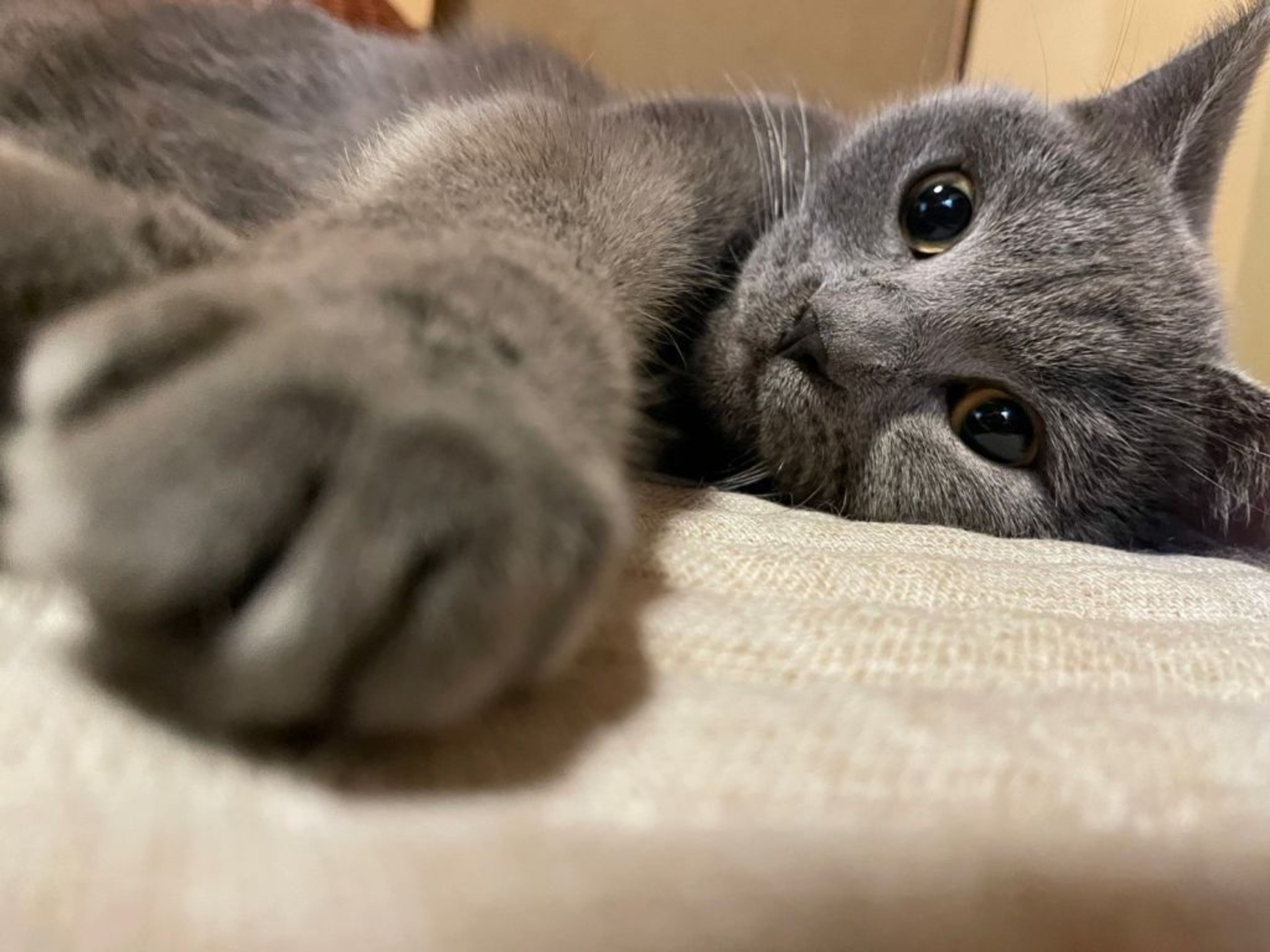 シャルトリュー・オスの里親募集の写真