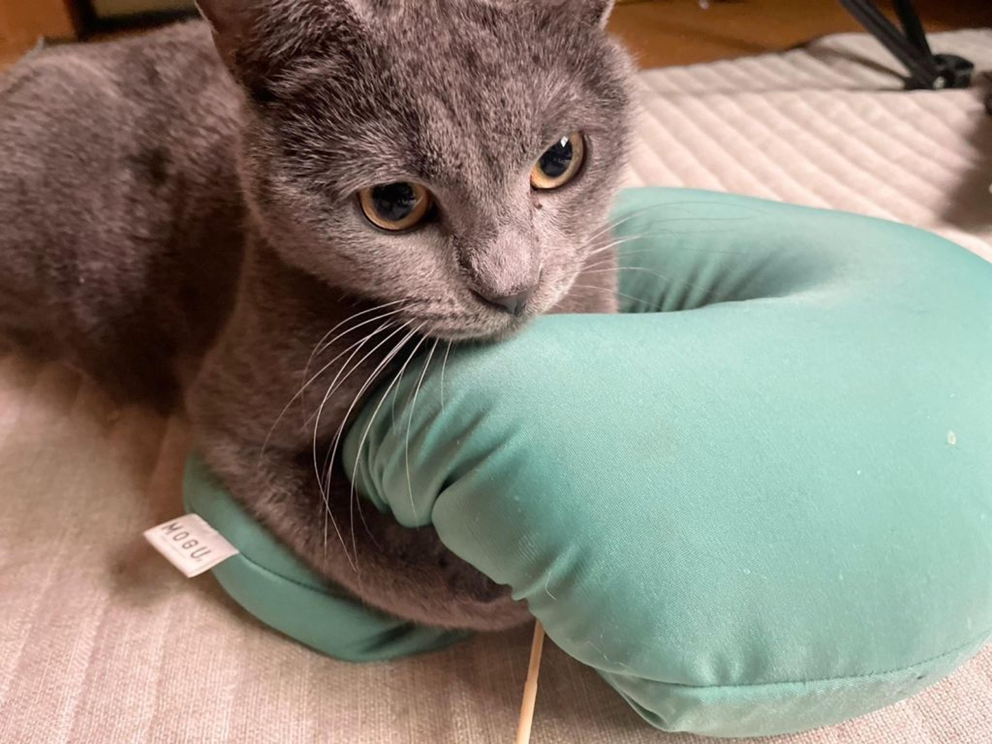 pet-image-2