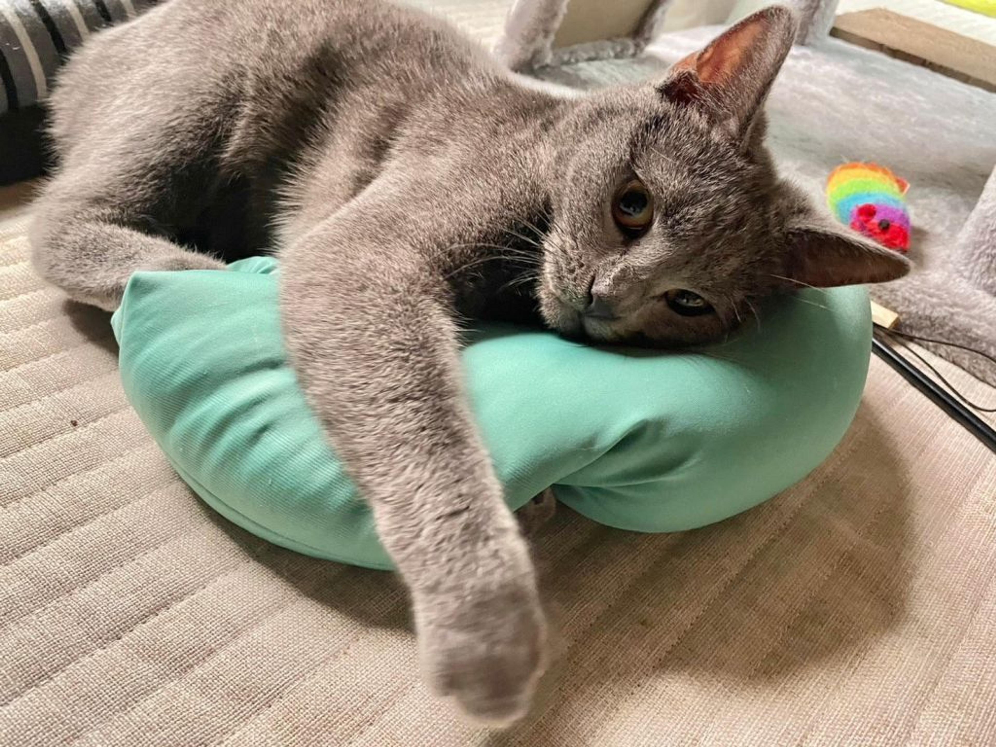 pet-image-3