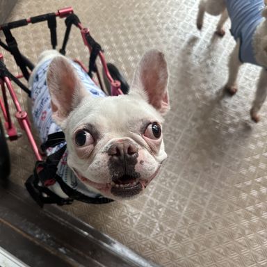 プリン