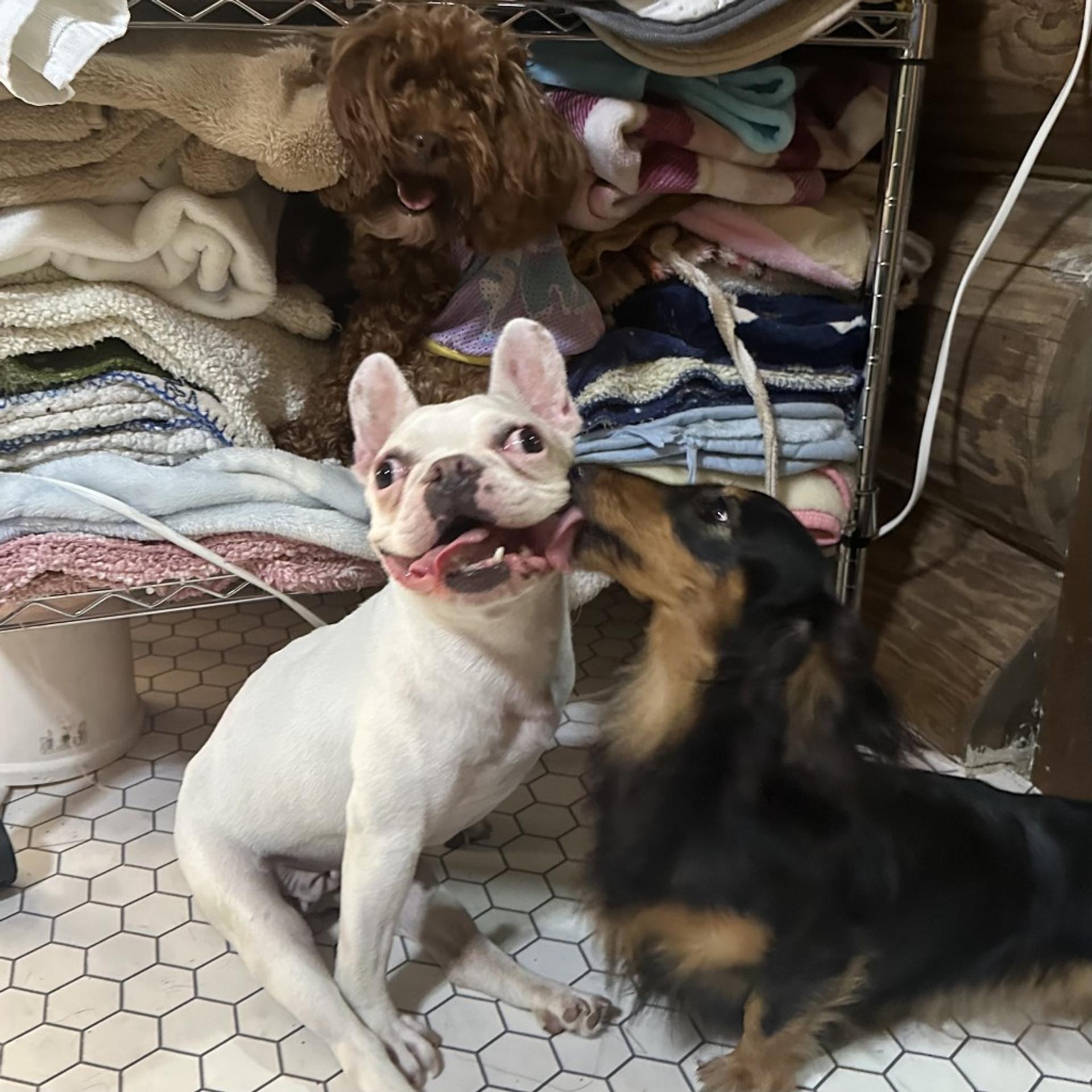 pet-image-3