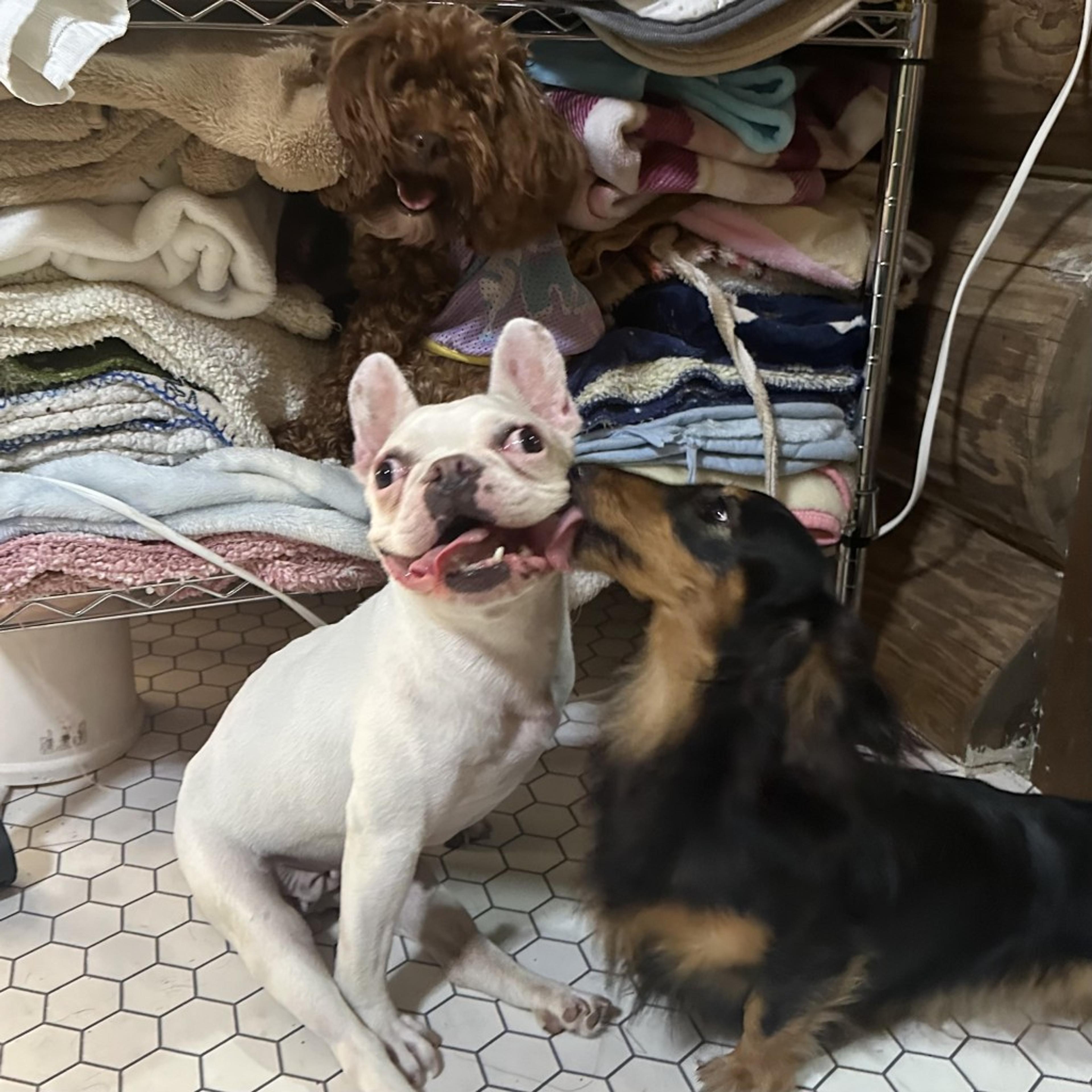 pet-image-3