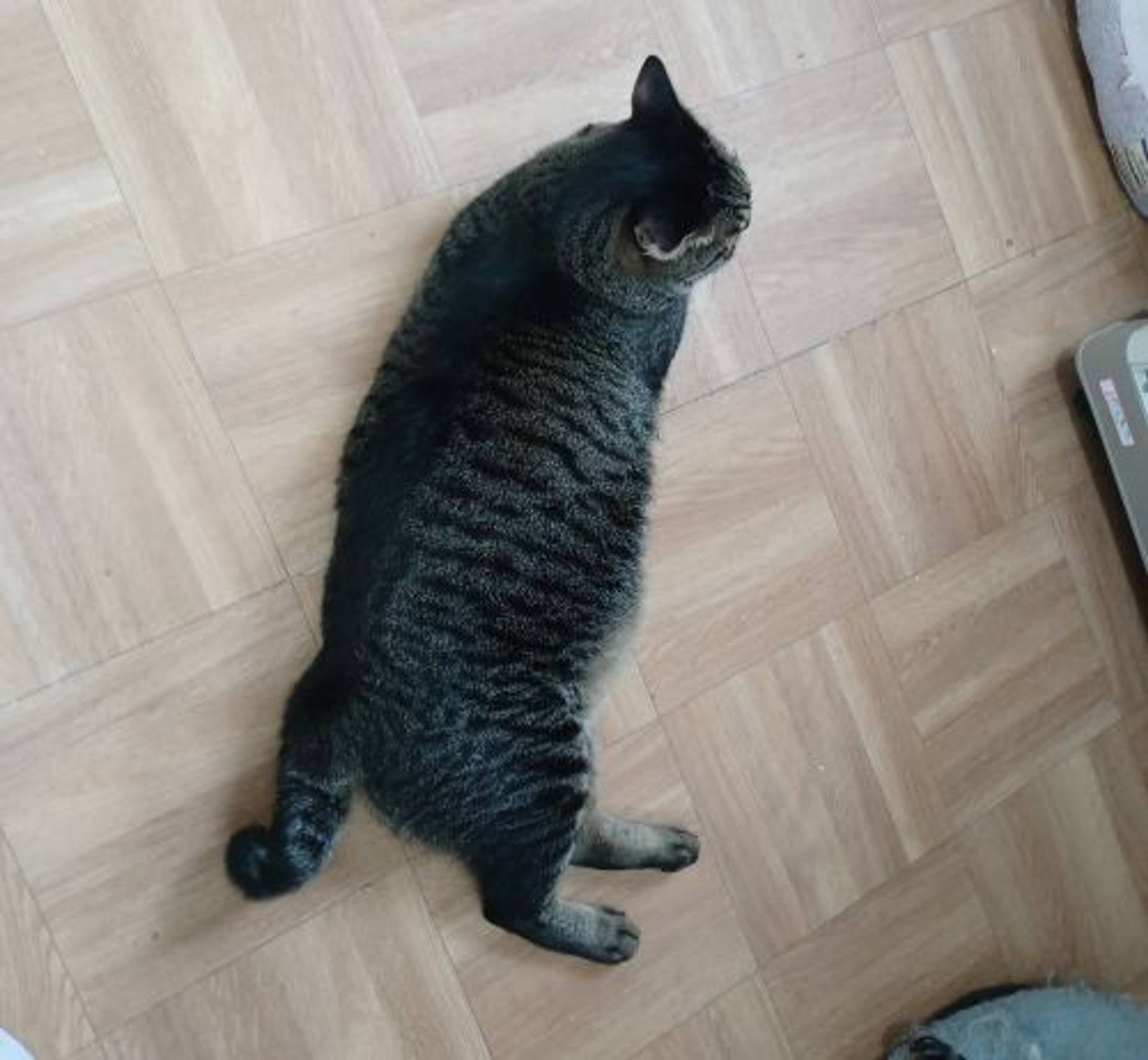 雑種（ミックス猫）・オスの里親募集の写真