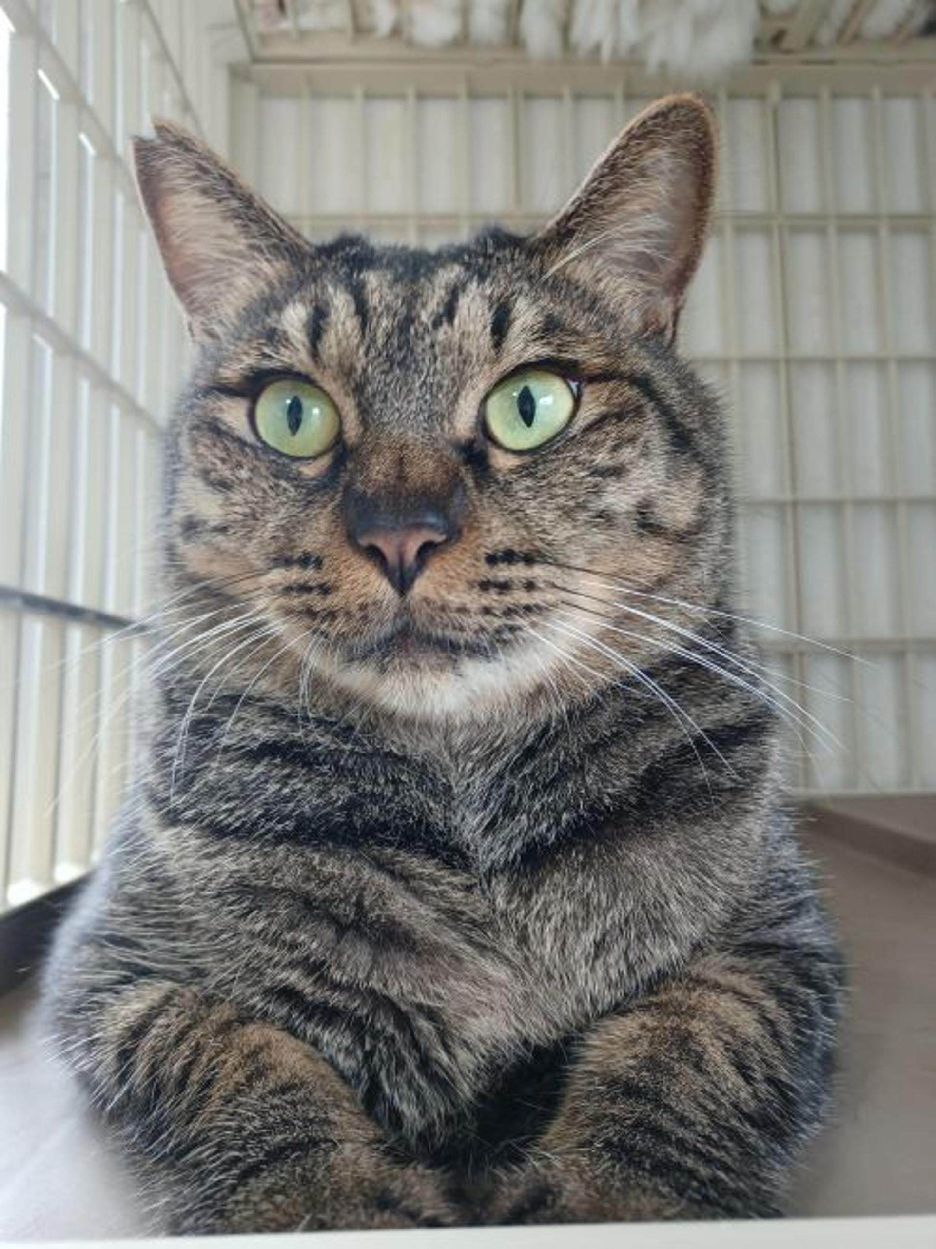 pet-image-5