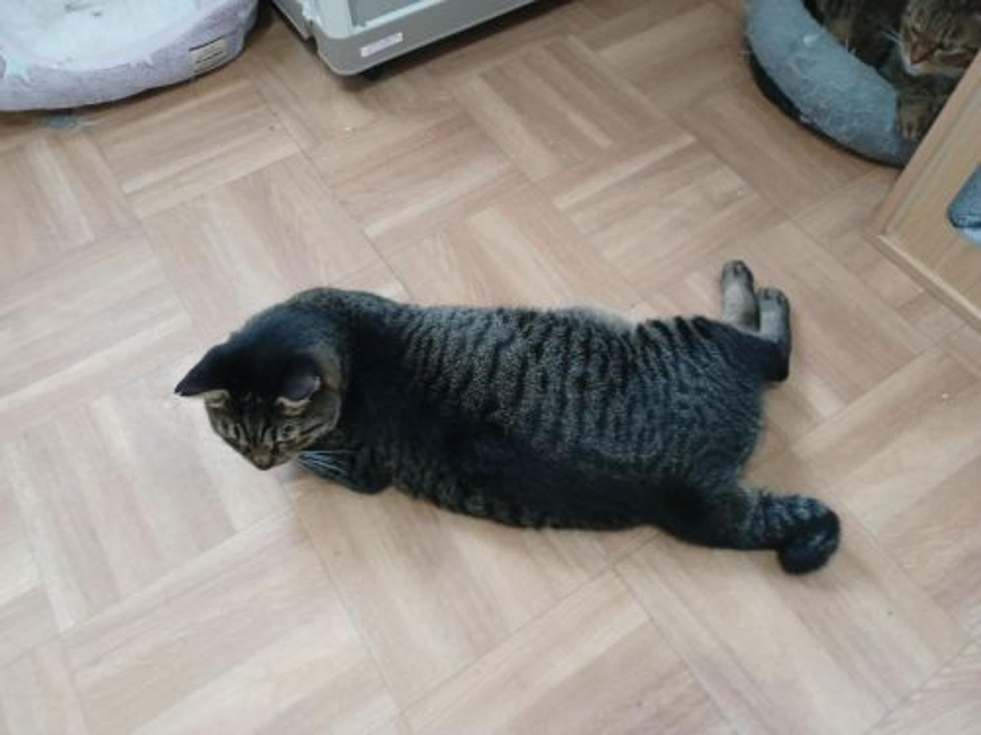 pet-image-2