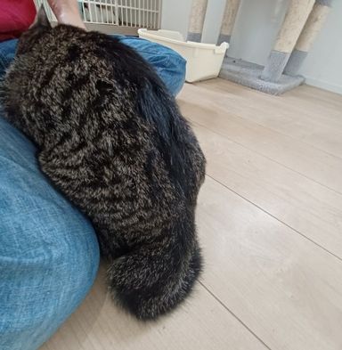まめたろ