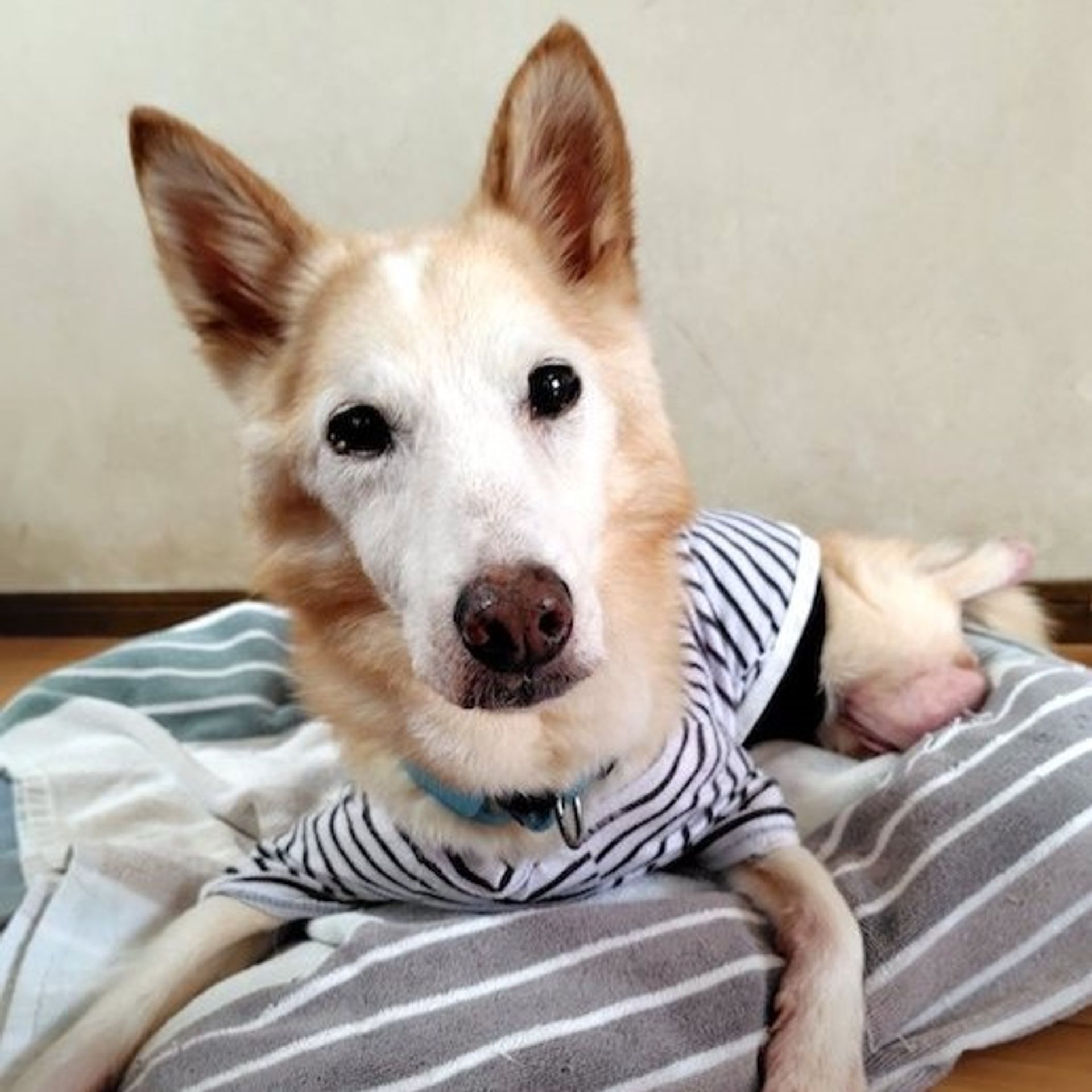 雑種（ミックス犬）・オスの里親募集の写真