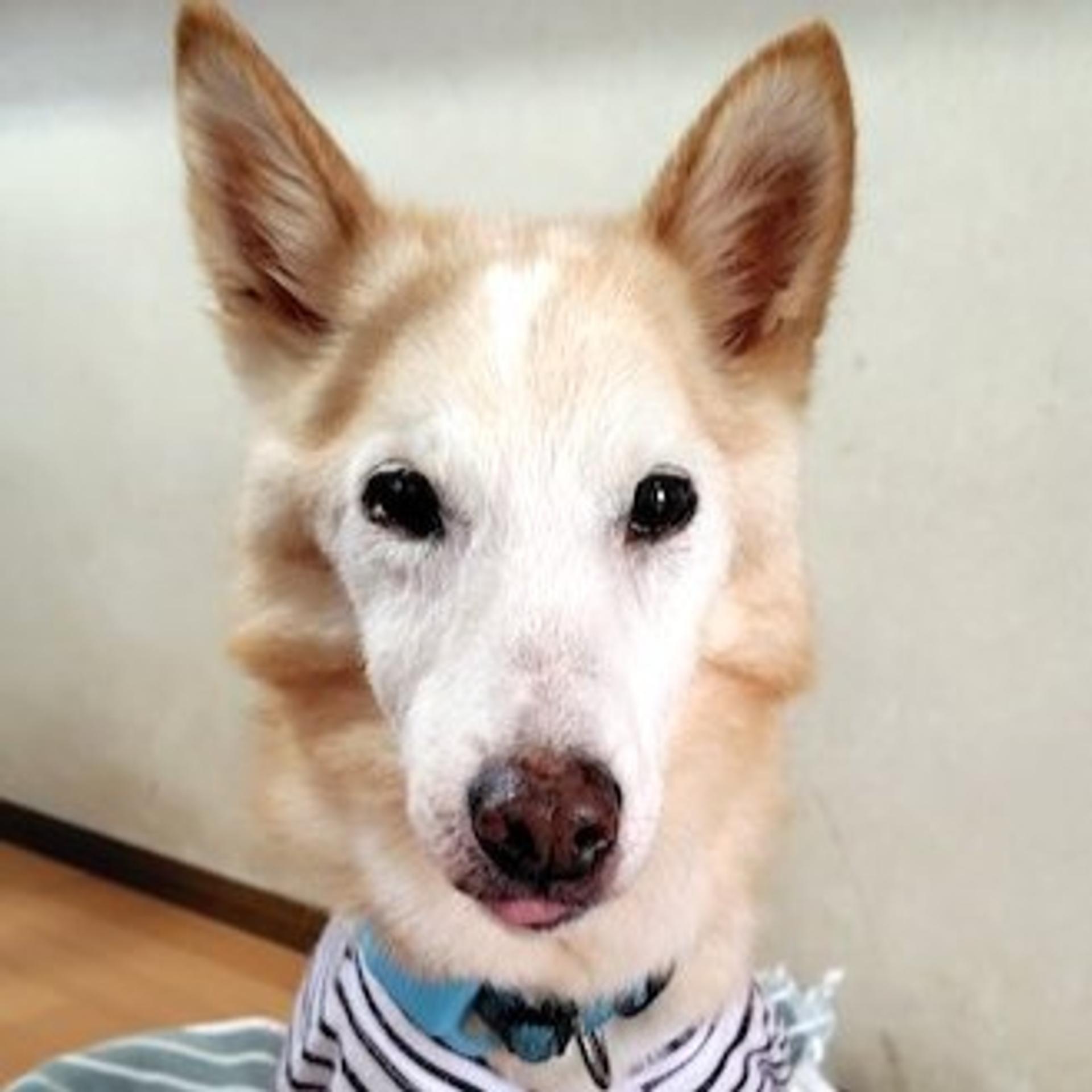 pet-image-3