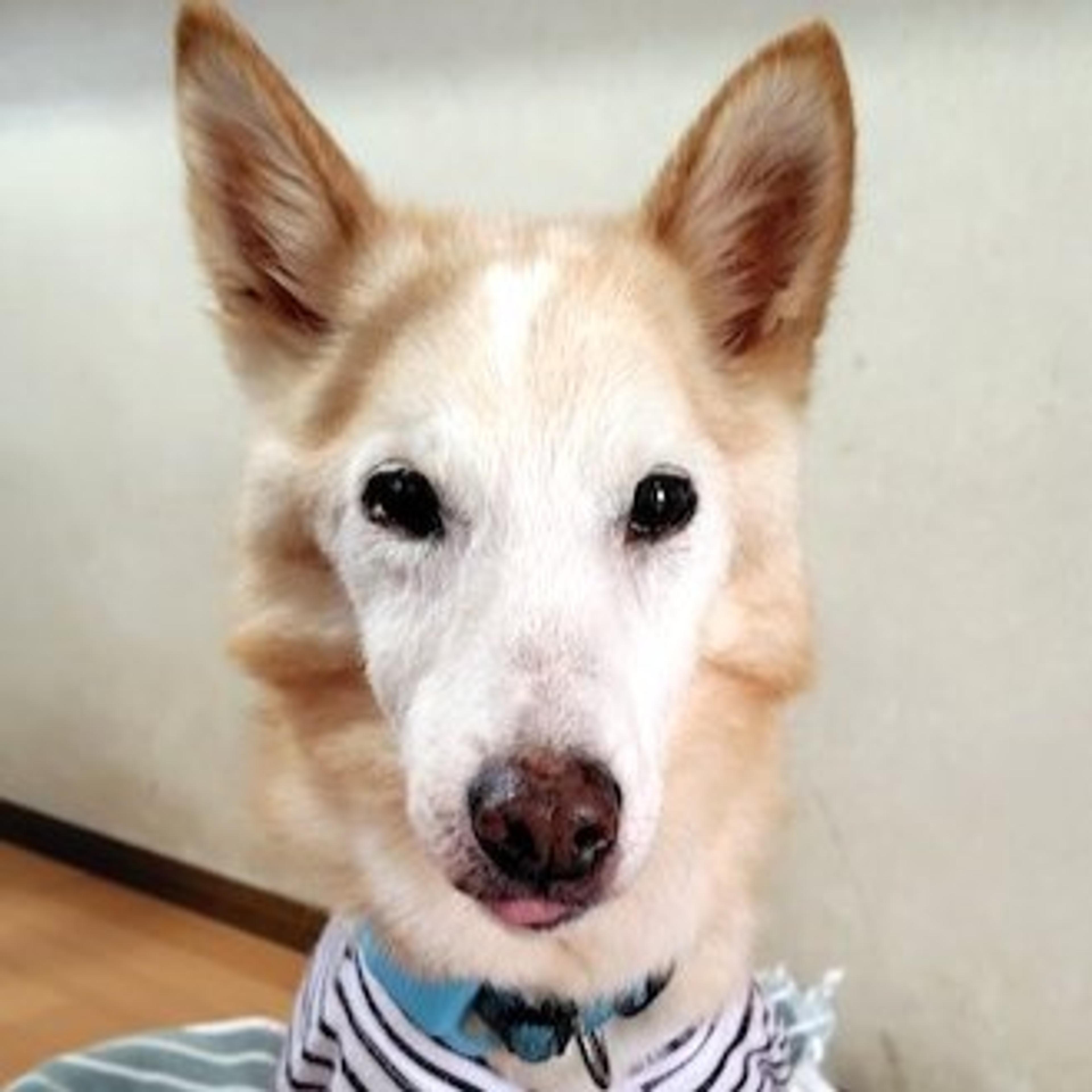 pet-image-3