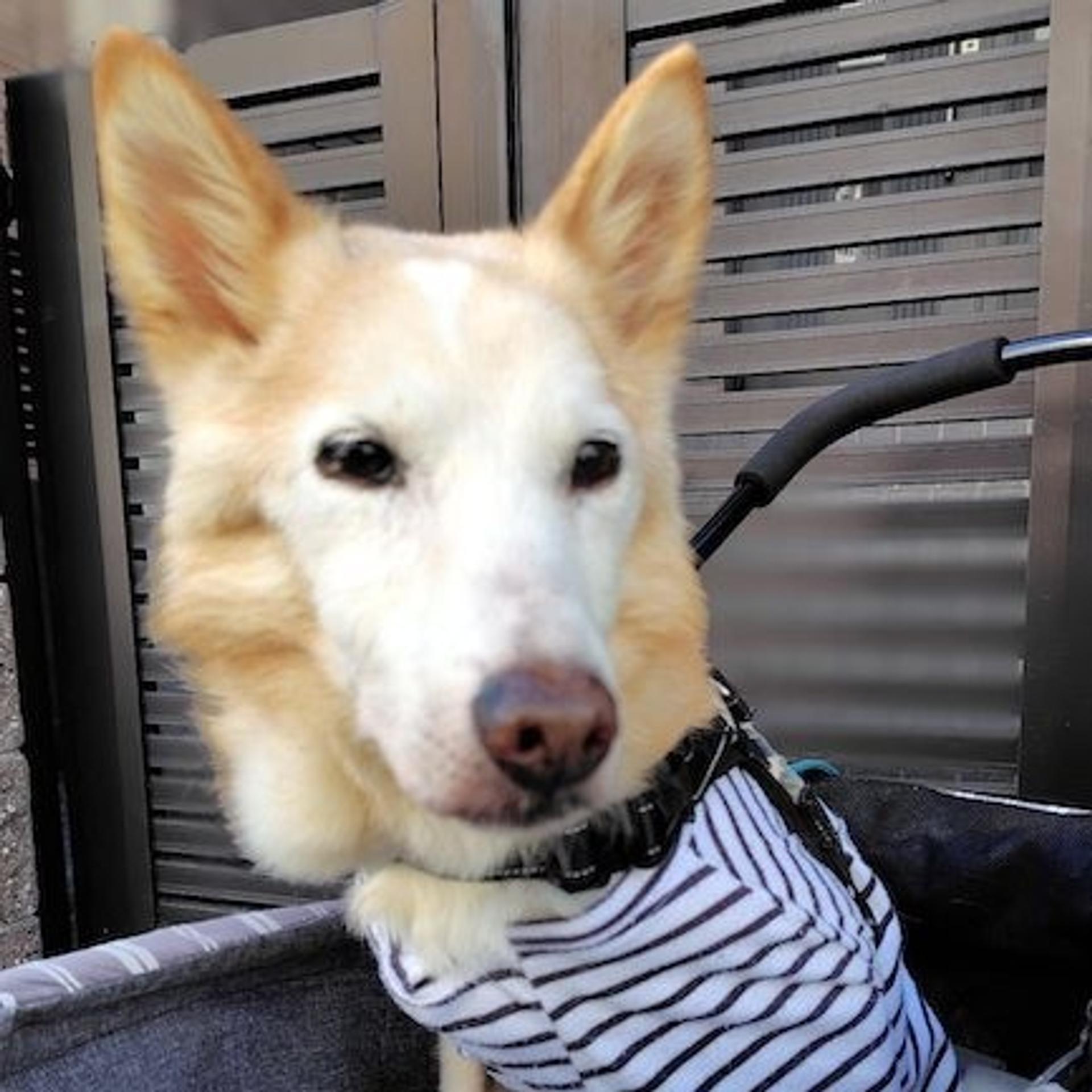 pet-image-4