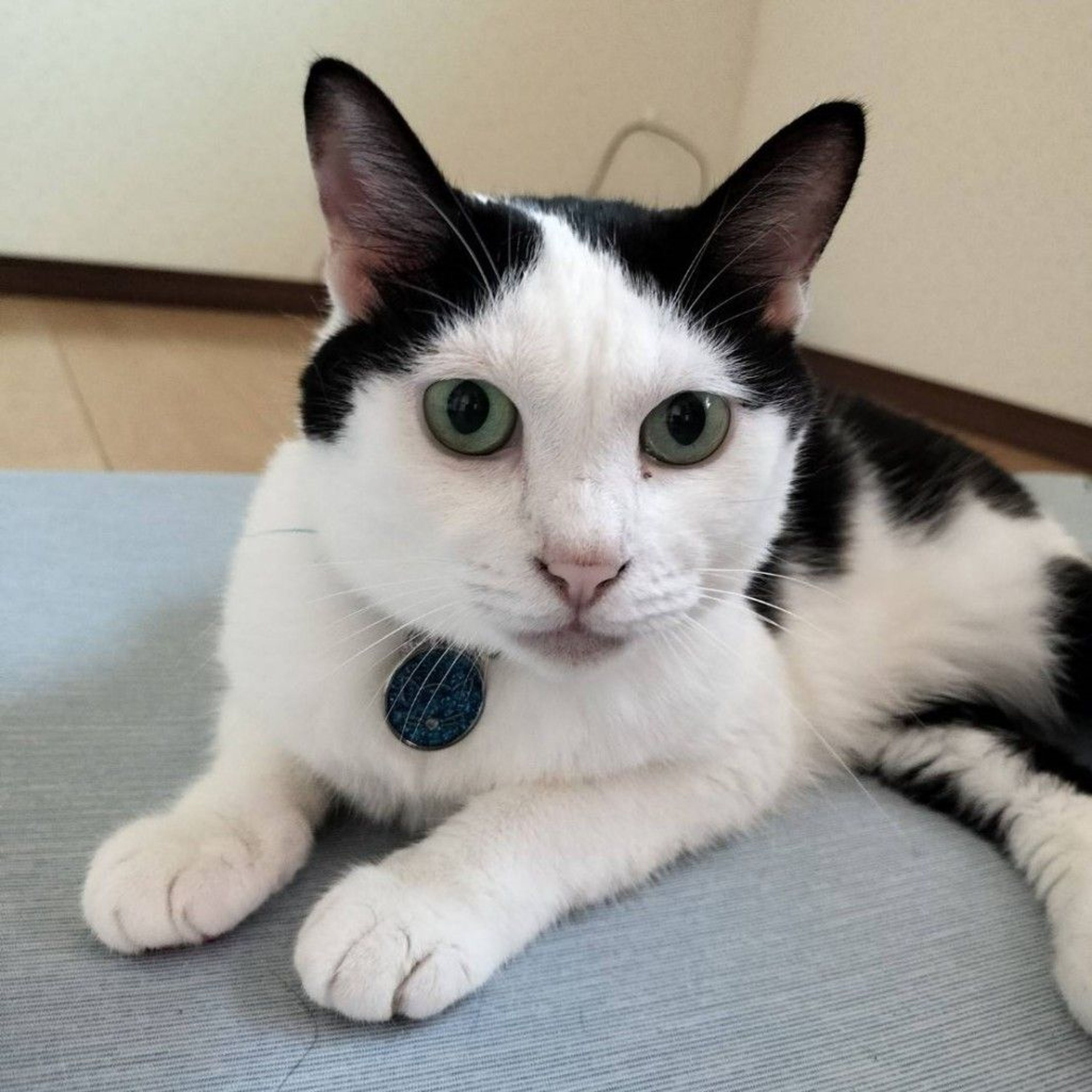 雑種（ミックス猫）・メスの里親募集の写真