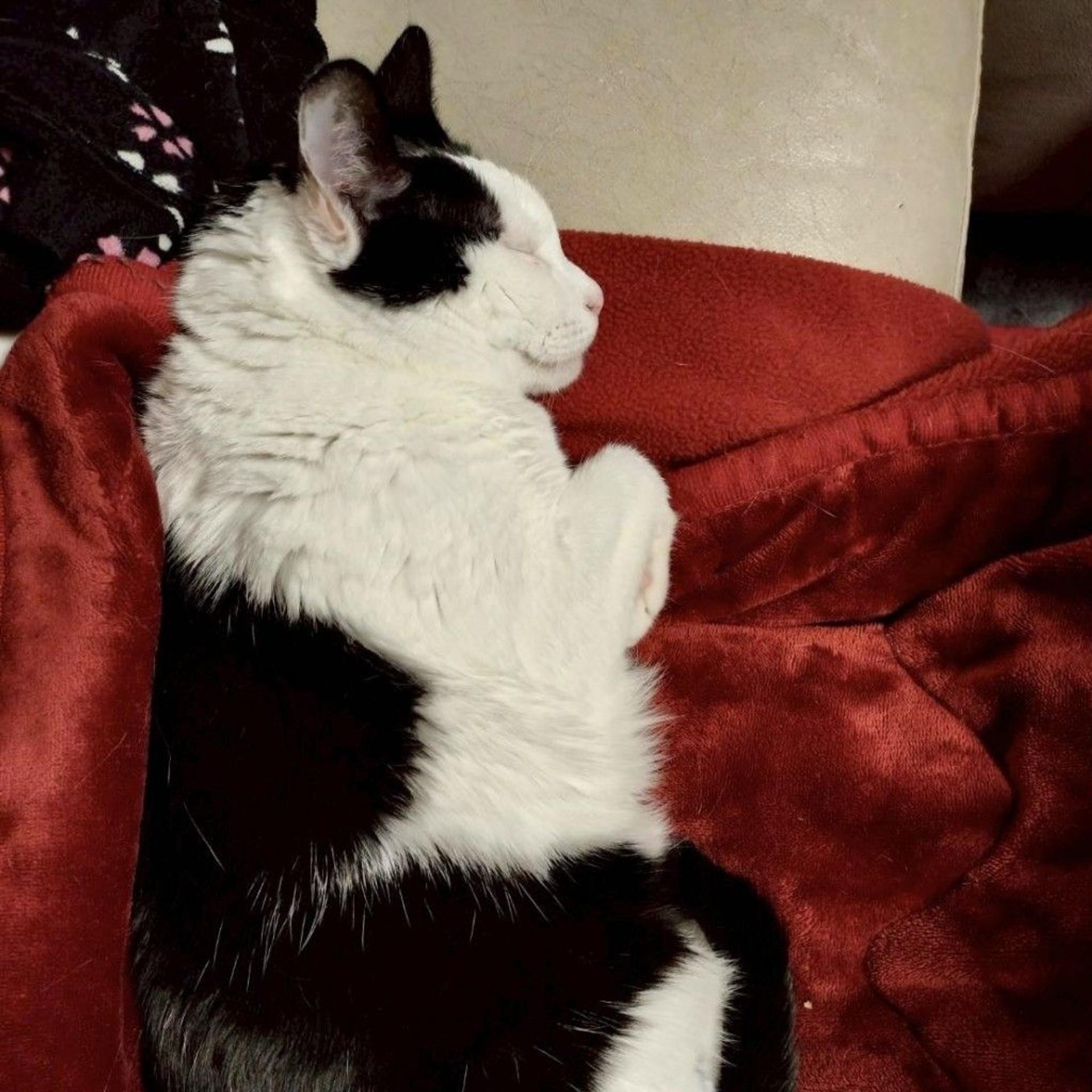 pet-image-4