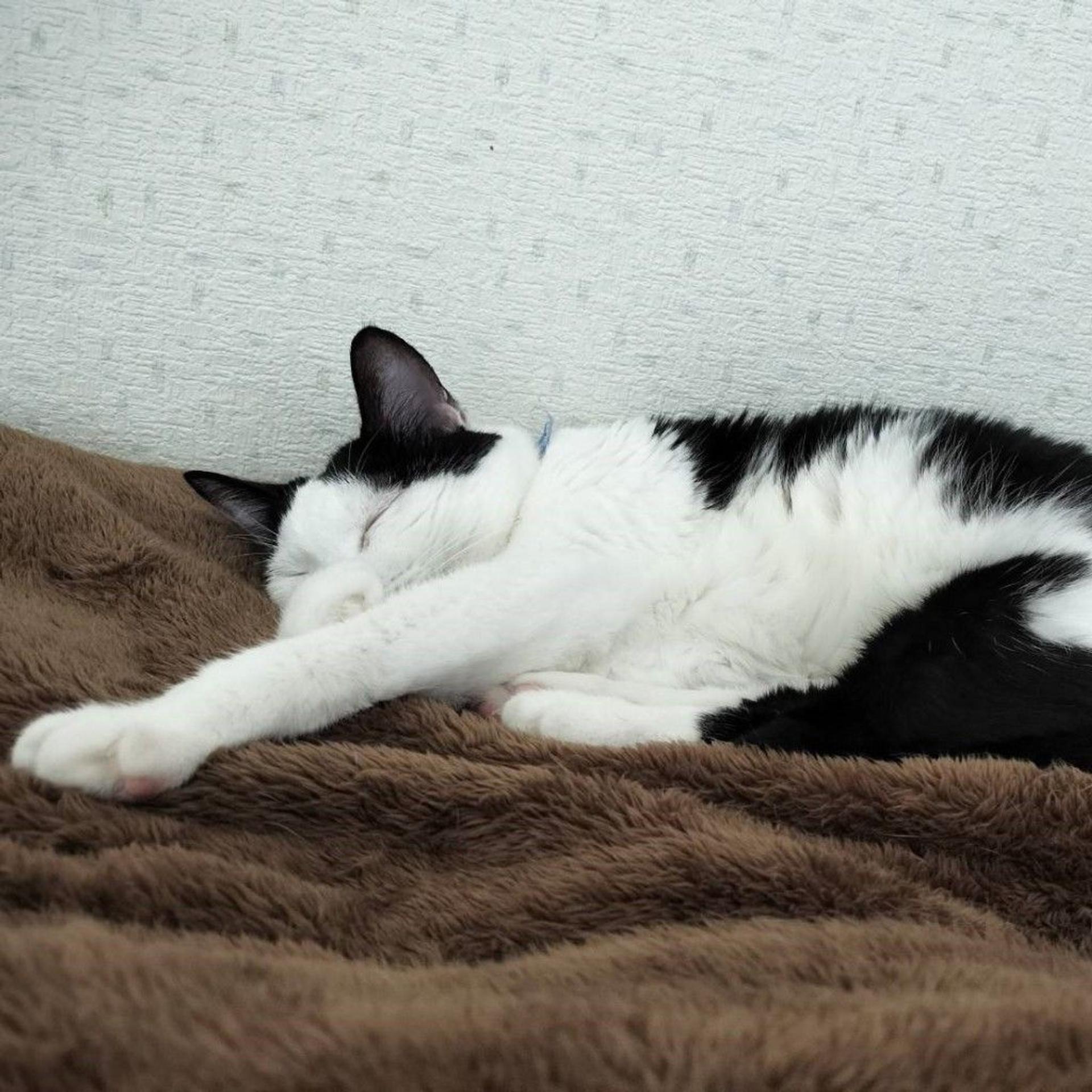 pet-image-7