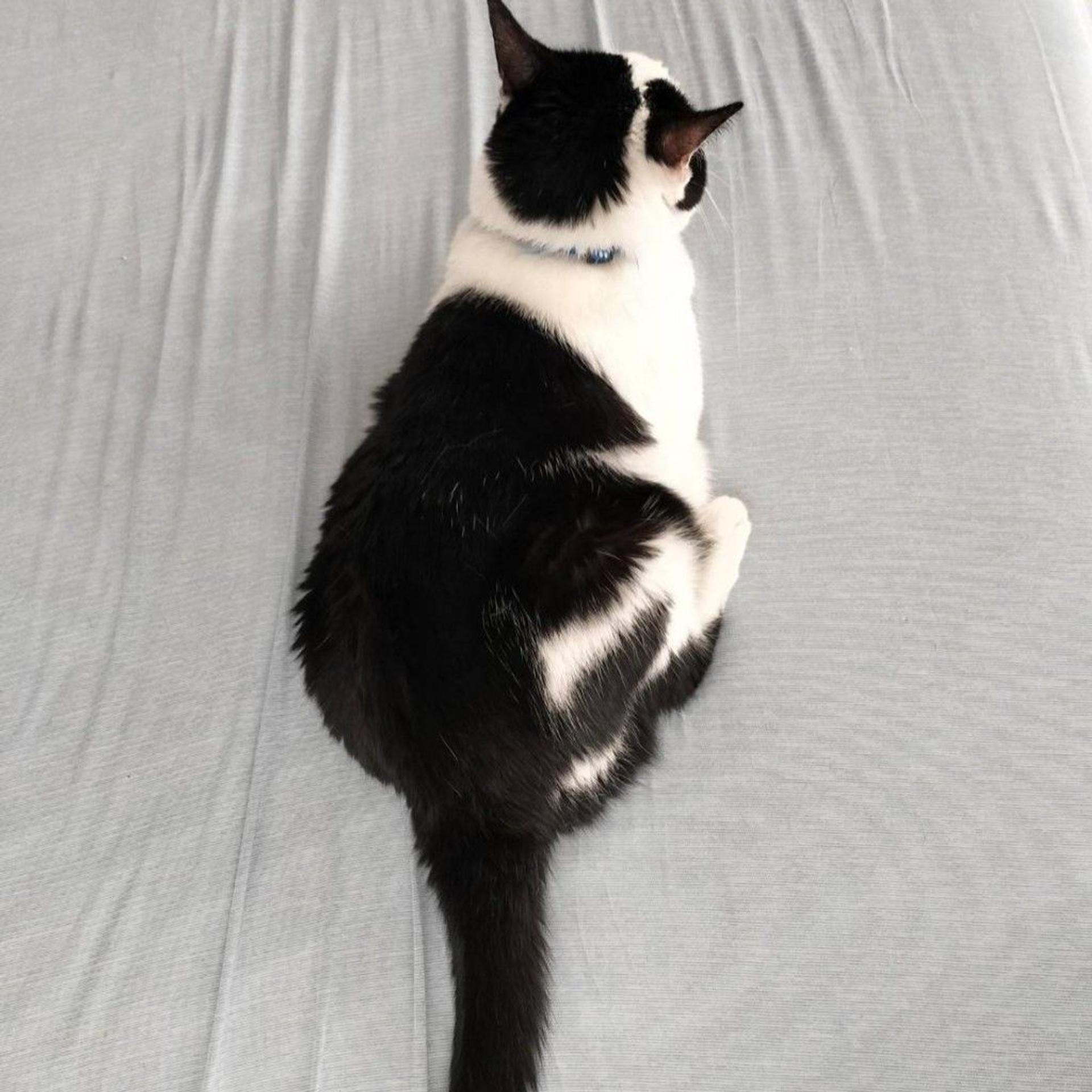 pet-image-9