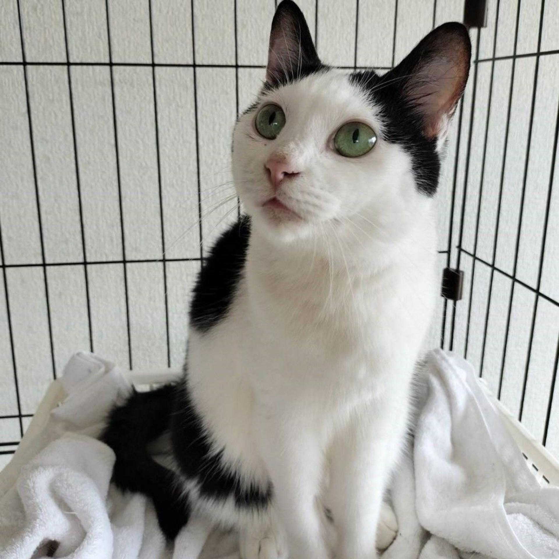 pet-image-10