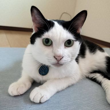 こはる